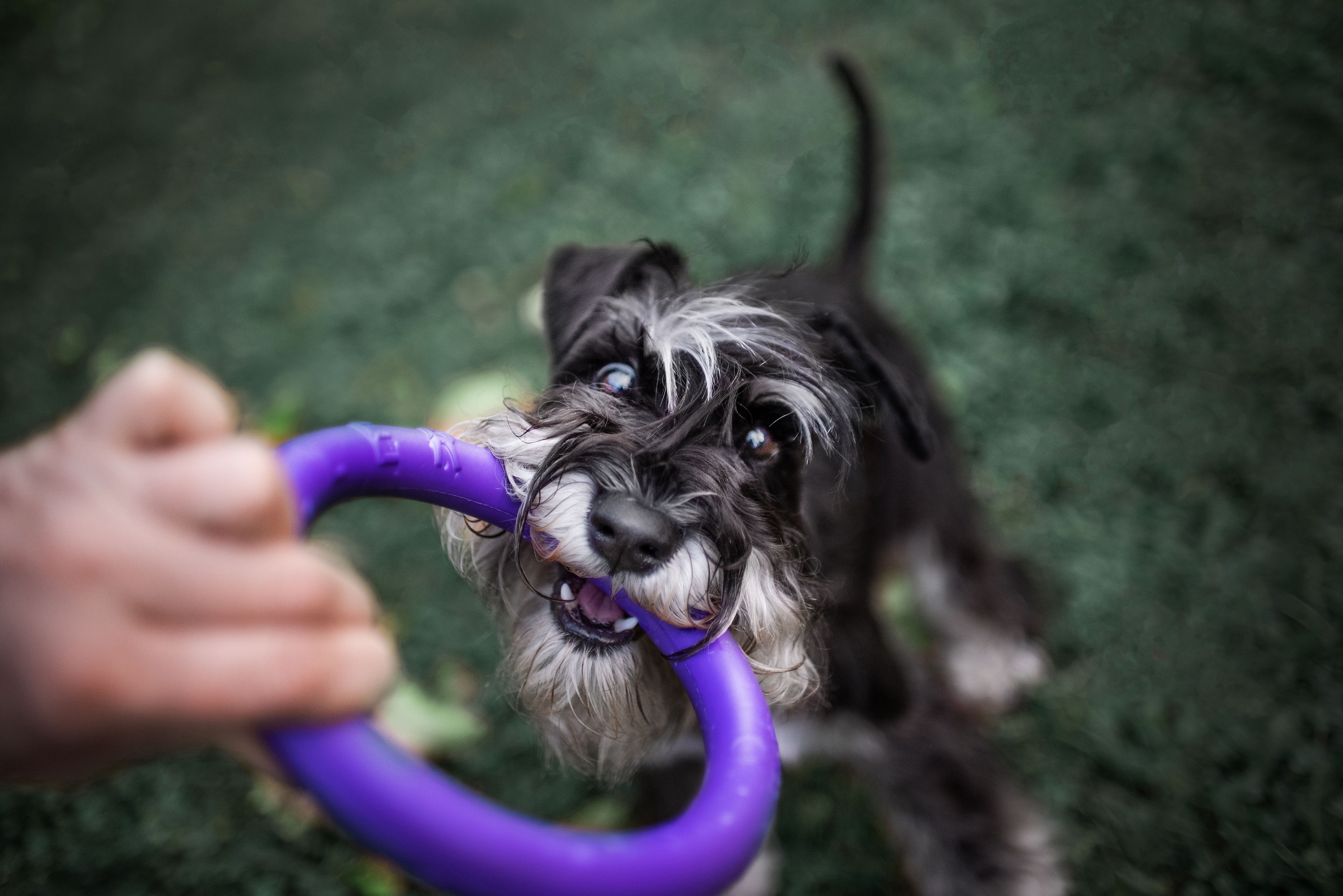 Екатерина и цвергшнауцер Феликс (Москва, 2020). Анна Пушина, фотограф, Москва, Королев, Пушкино