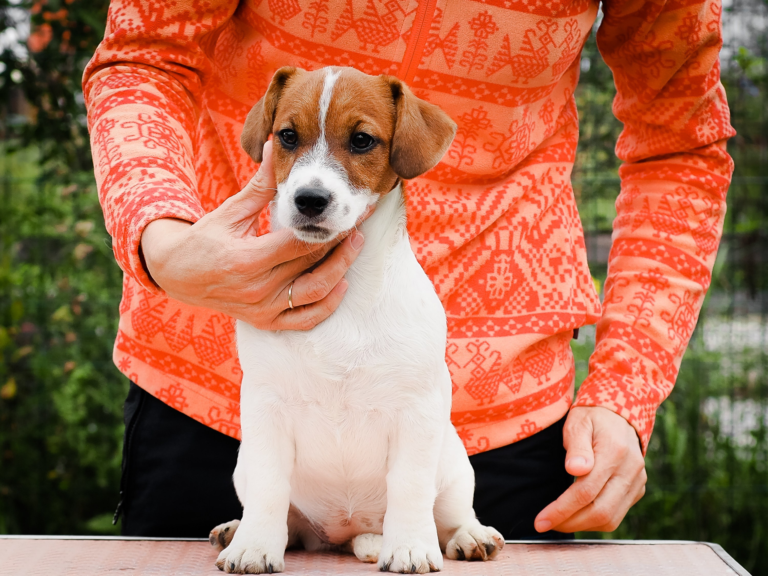 Ш_FEMALE_SHIZGARA. CANE MAESTRO — kennel Jack Russell Terrier