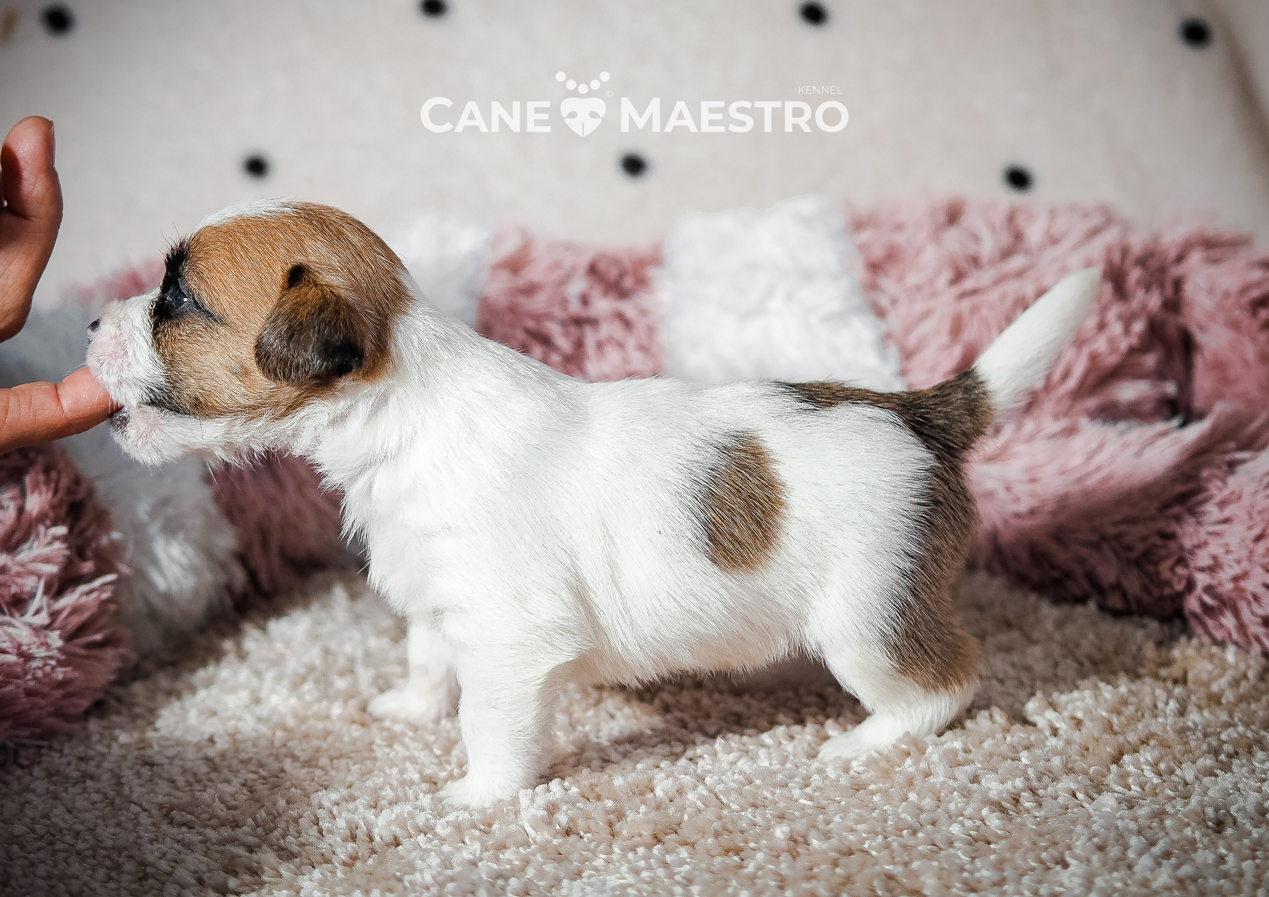 Щенок бело-рыжий джек рассел терьер. КАНЕ МАЭСТРО — питомник Джек рассел терьеров