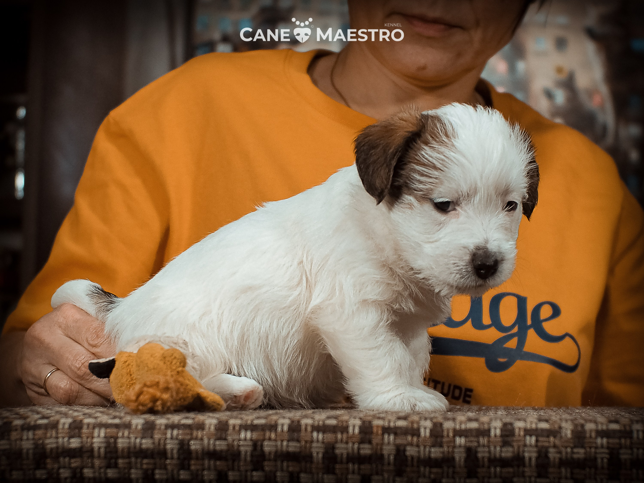 КОБ_Б_МОНОКЛЬ. CANE MAESTRO — kennel Jack Russell Terrier