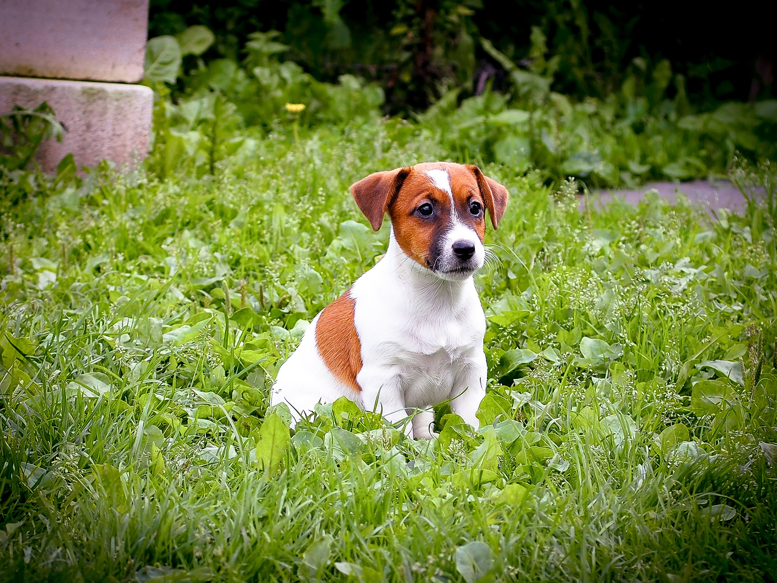 ЭМЕНТАЛЬ_КОБЕЛЬ. CANE MAESTRO — kennel Jack Russell Terrier