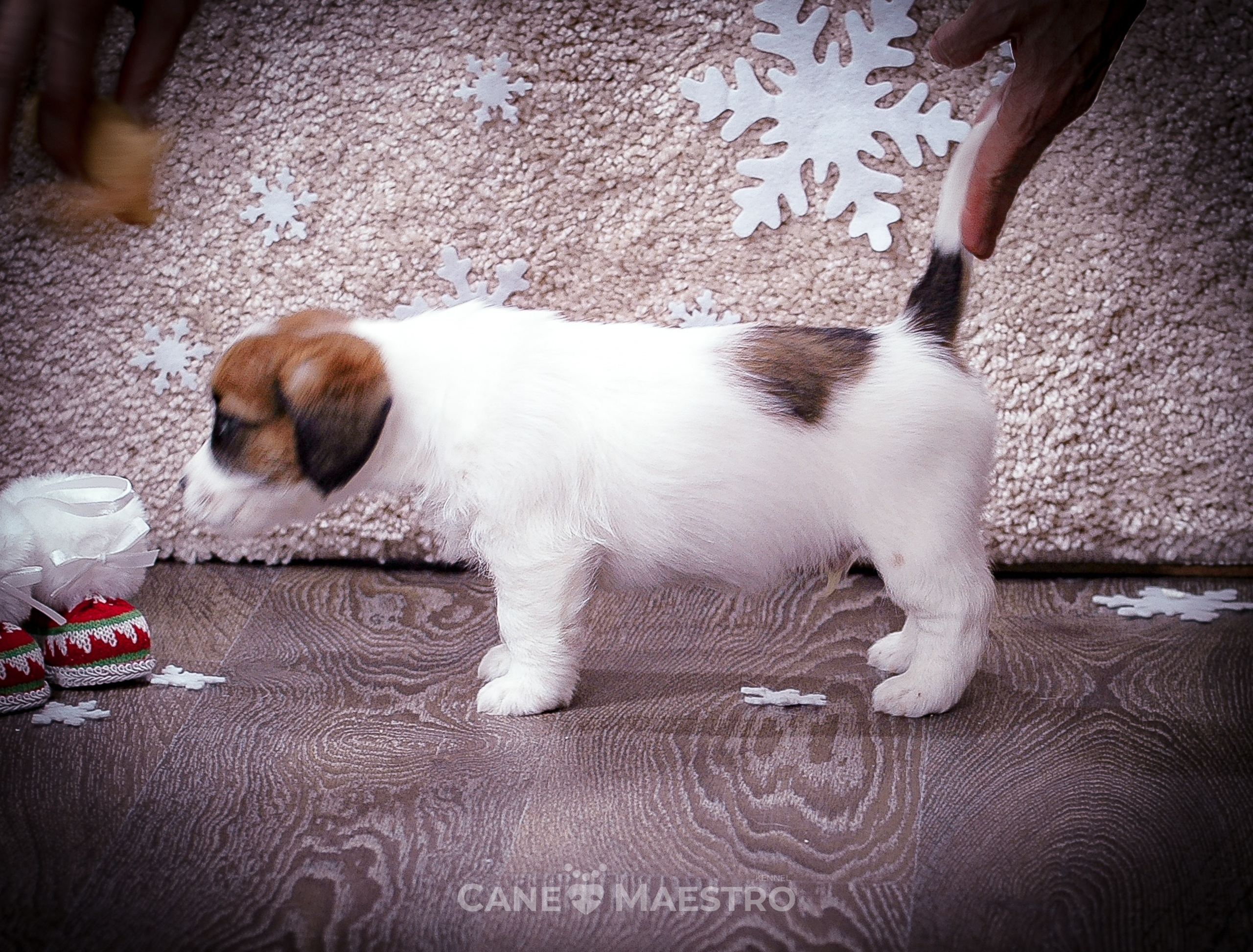 Мальчик 2. Кобель бело-рыжий. Джек рассел терьер щенок. КАНЕ МАЭСТРО — питомник Джек рассел терьеров