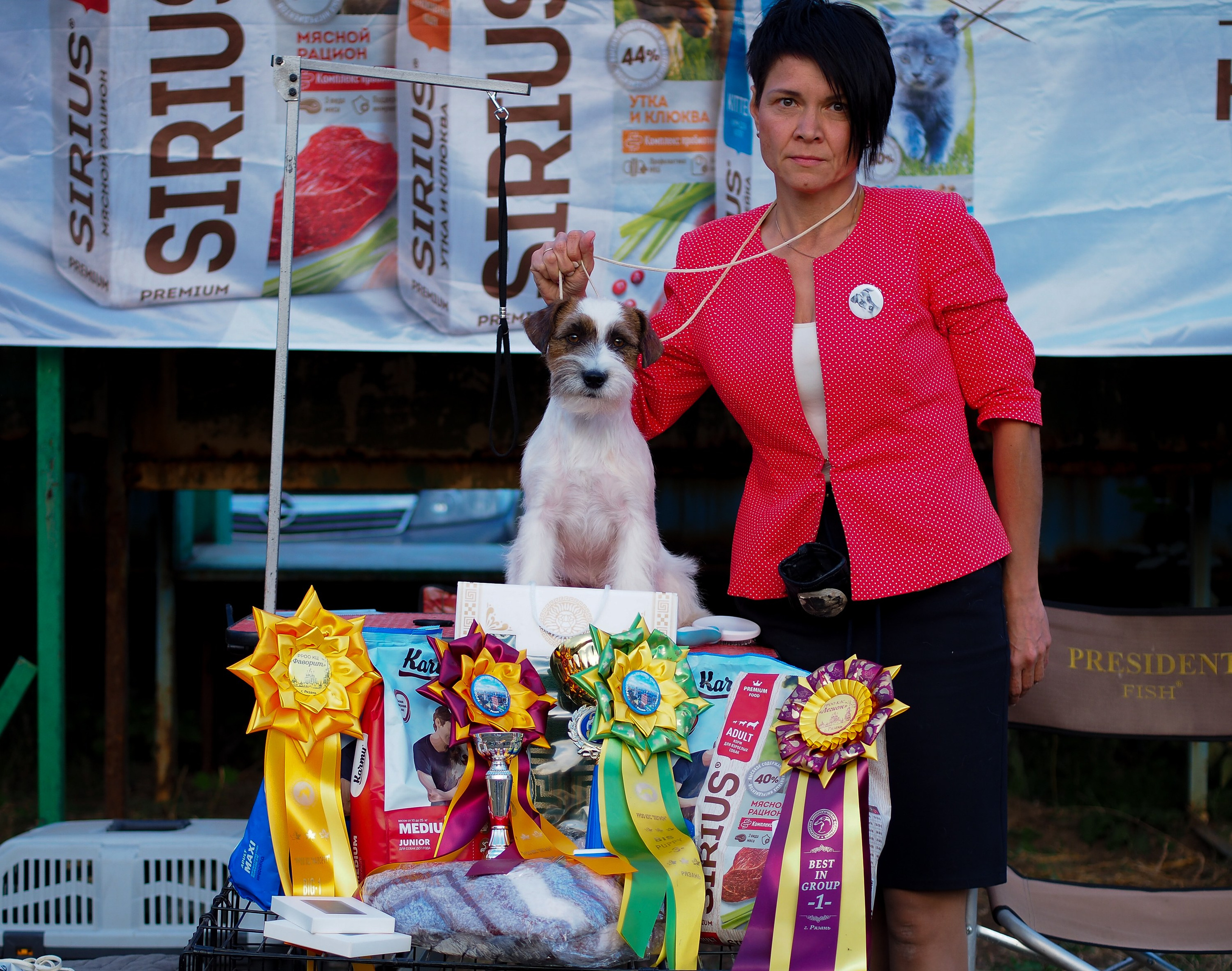 Жесткошерстный. б/рыж. Джек рассел терьер. КАНЕ МАЭСТРО СТИМОРОЛ АЙС. КАНЕ МАЭСТРО — питомник Джек рассел терьеров