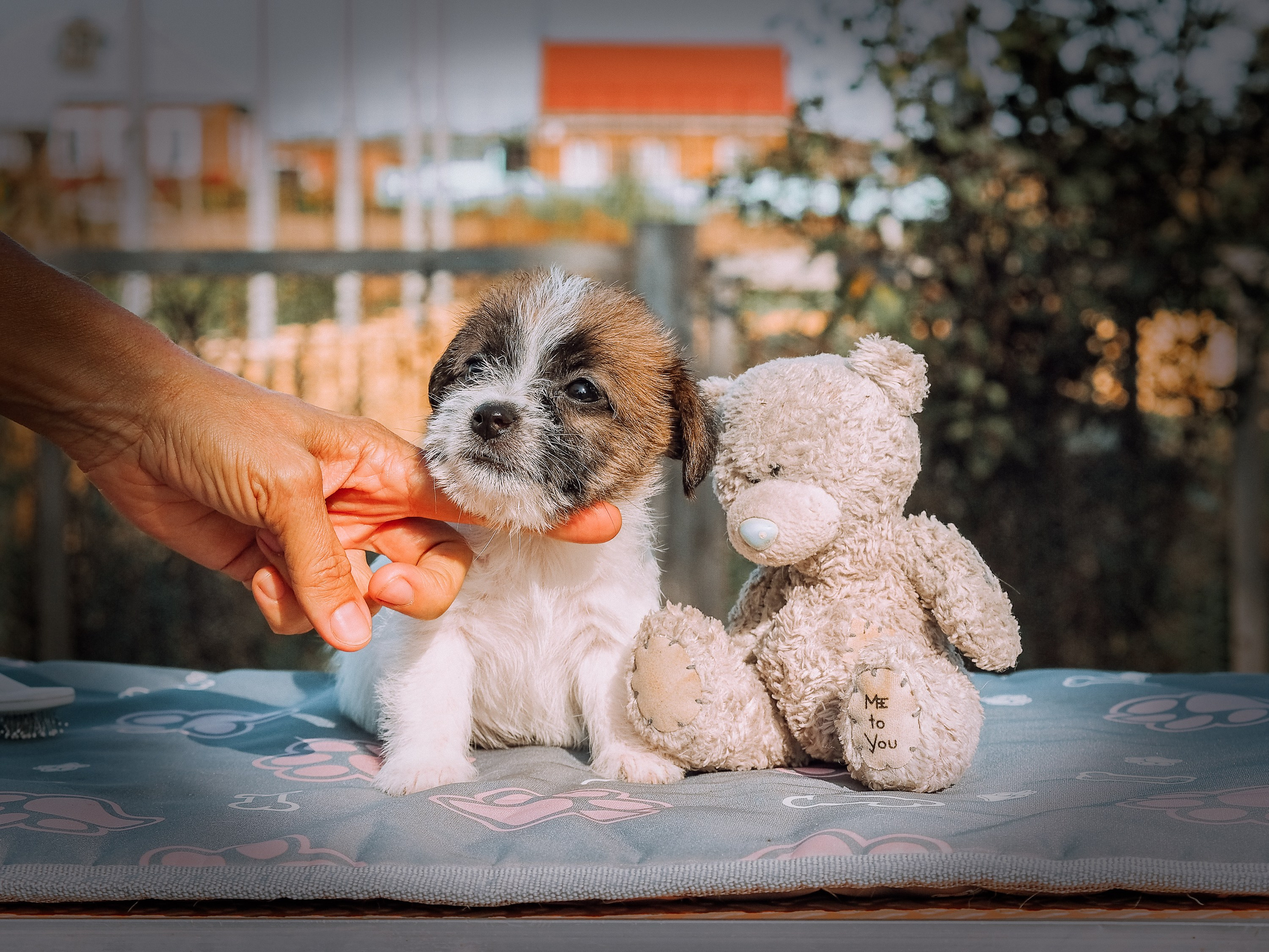 X_female_2_b-t. CANE MAESTRO — kennel Jack Russell Terrier