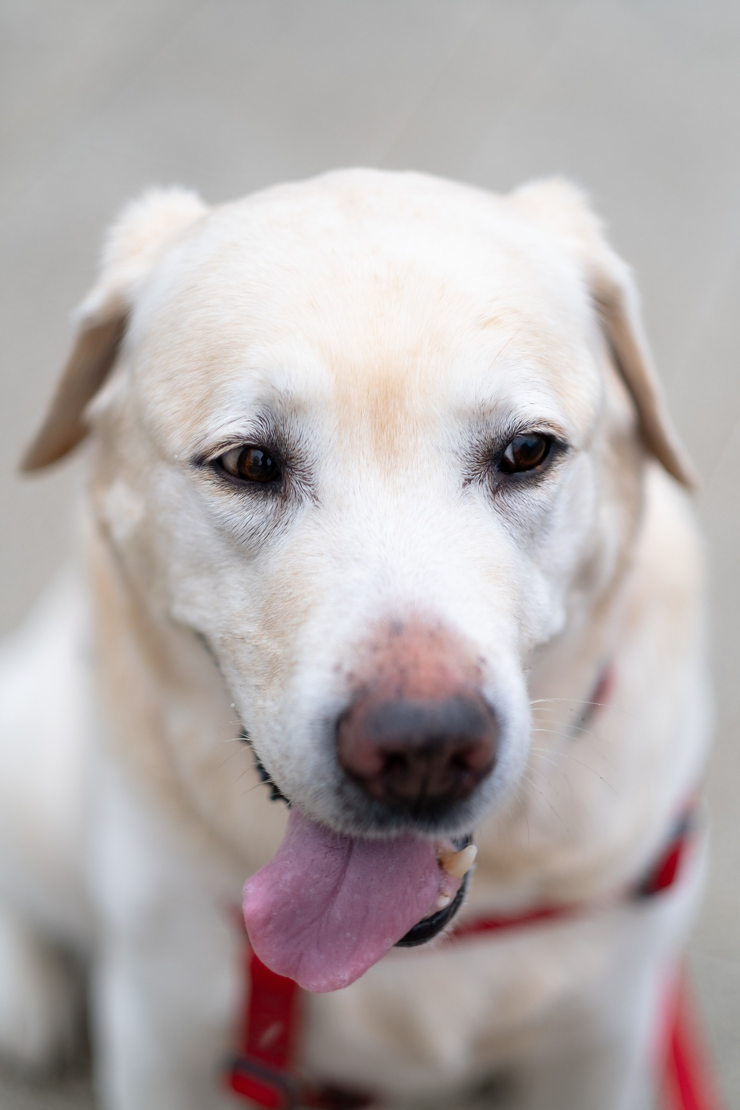 Света и Лето. Фотограф и видеограф анималист Аганина Дарья