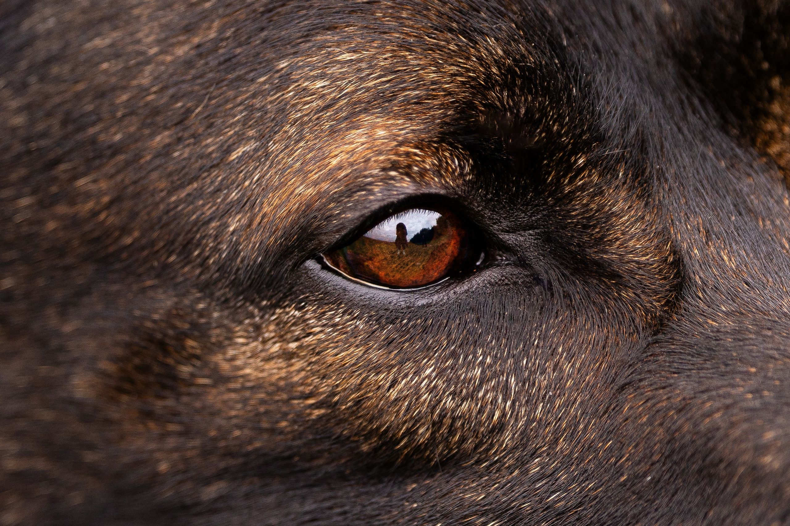 Макс. Фотограф и видеограф анималист Аганина Дарья