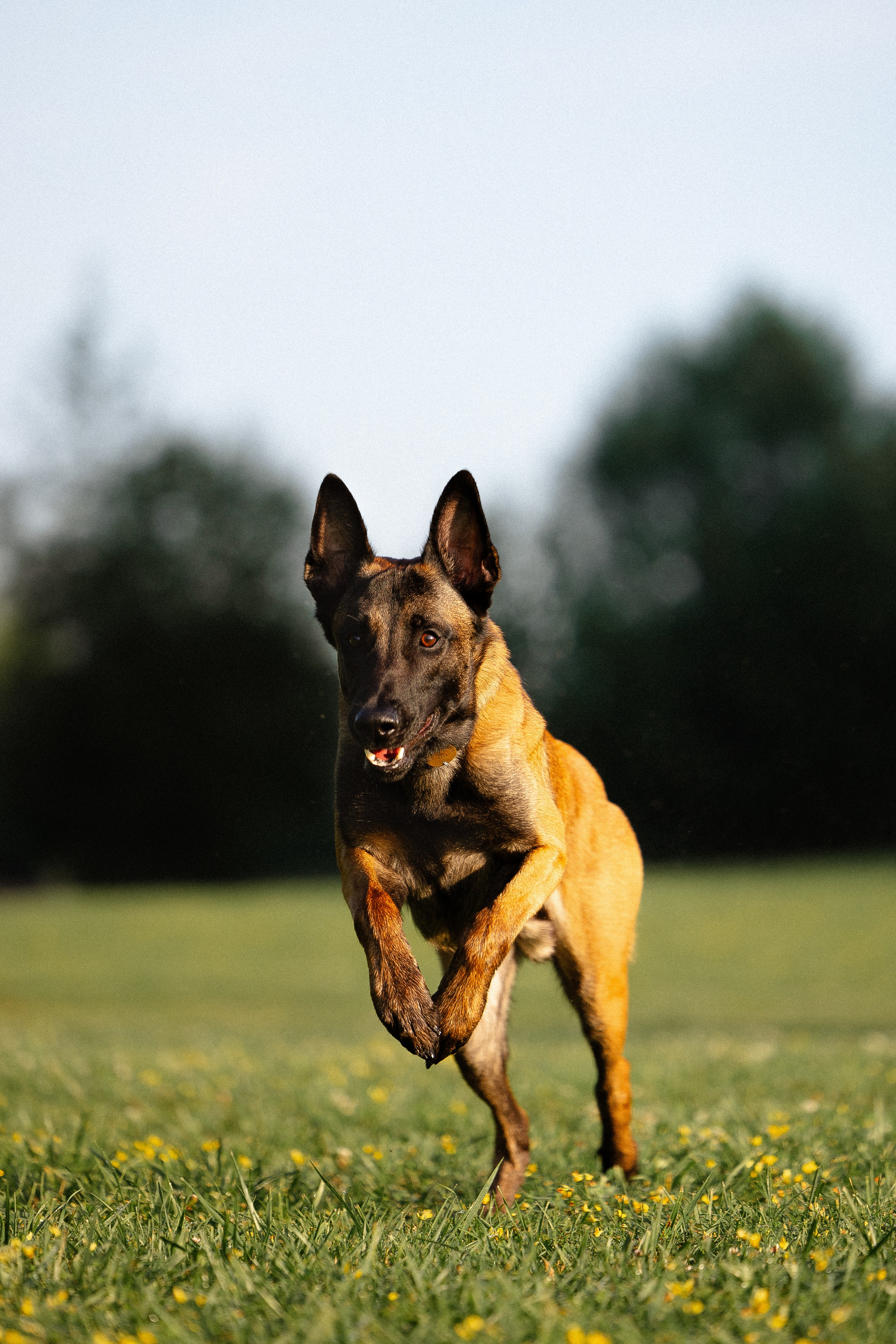 Галина и Кодекс. Фотограф и видеограф анималист Аганина Дарья