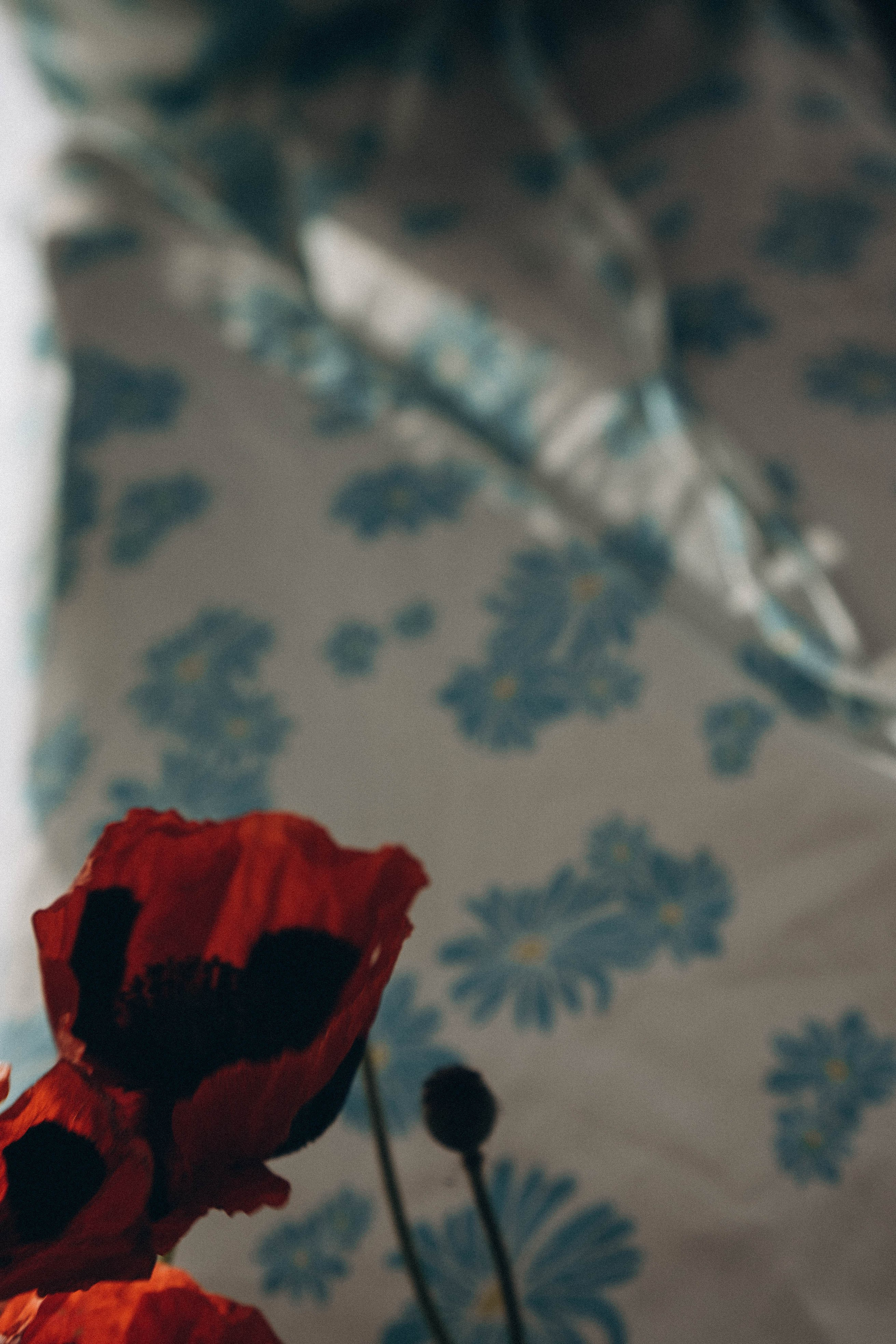 Цветочная поляна. Профессиональный фотограф, Санкт-Петербург — Виктория Богомолова