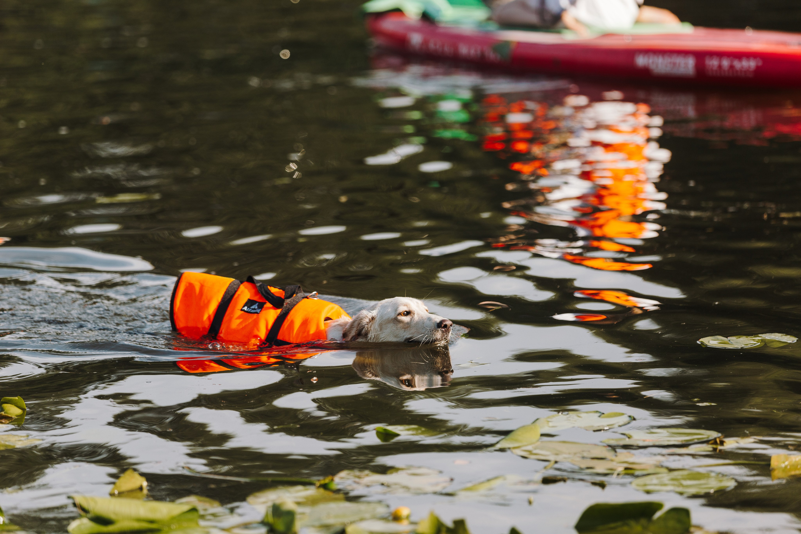 Petshop Sup day. Фотограф анималист Кристина Карпова, Москва