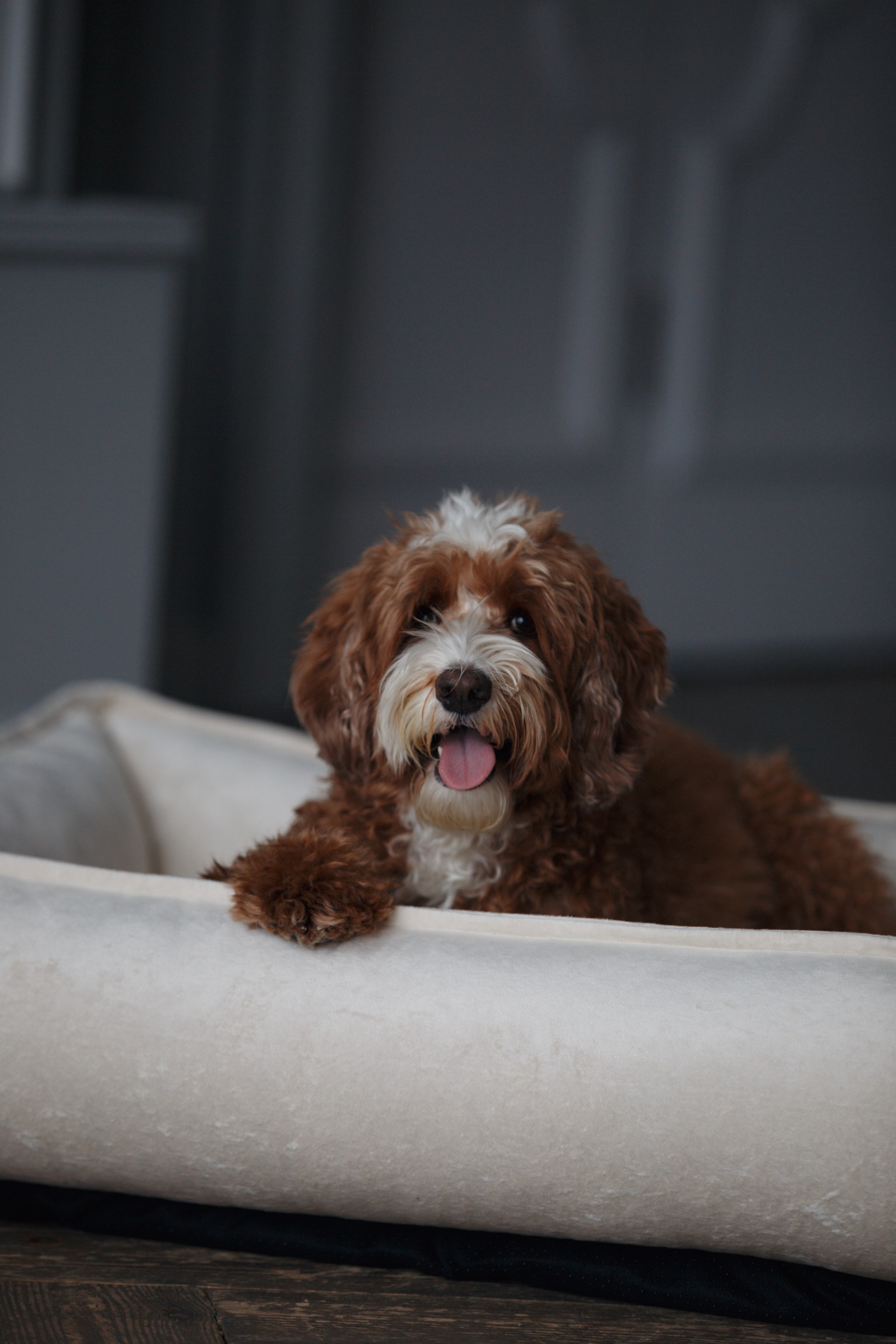 Bmbh лежанки и адресники. Фотограф анималист Кристина Карпова, Москва