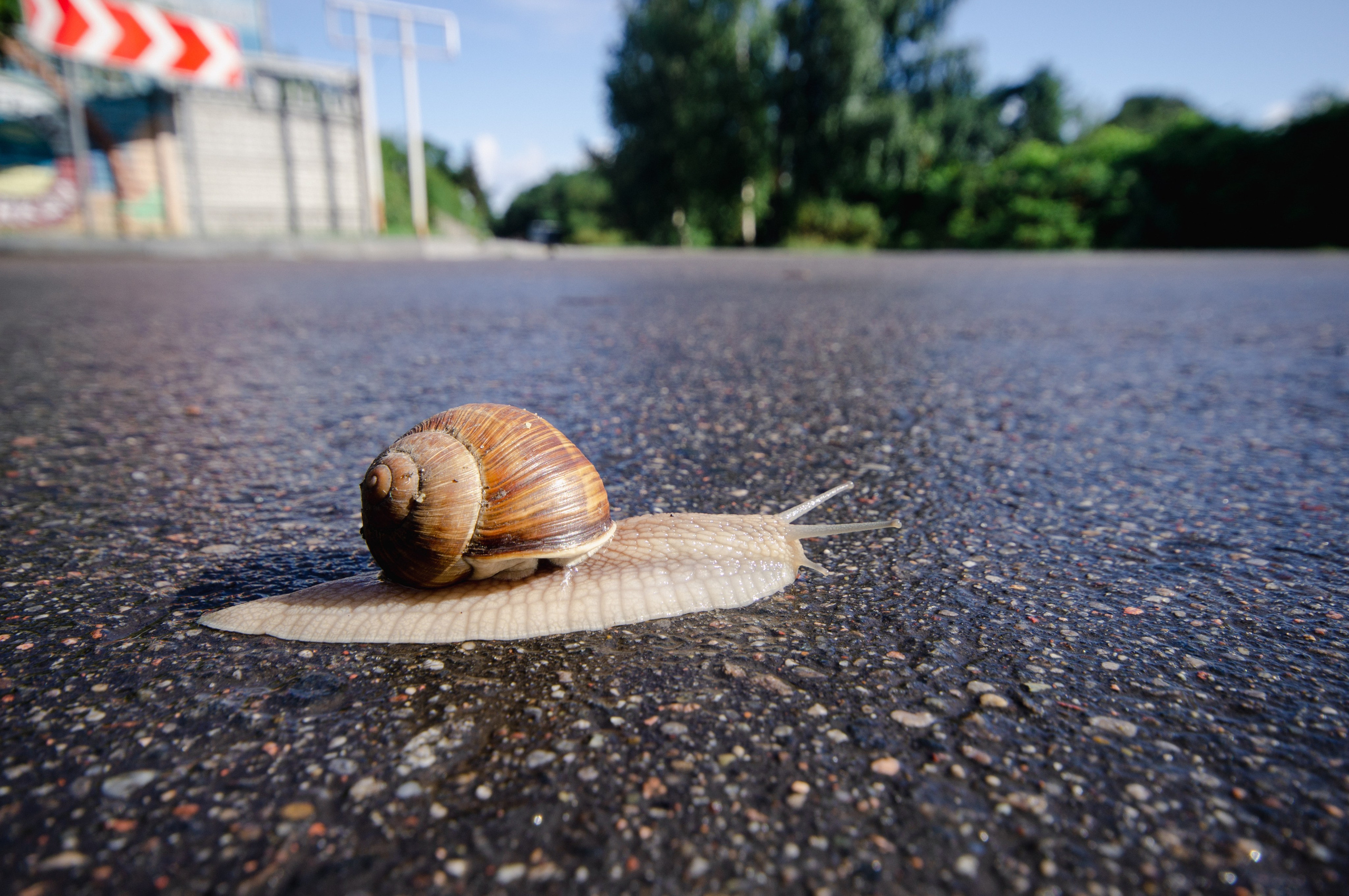 Калининград. Фотограф Шибков Константин