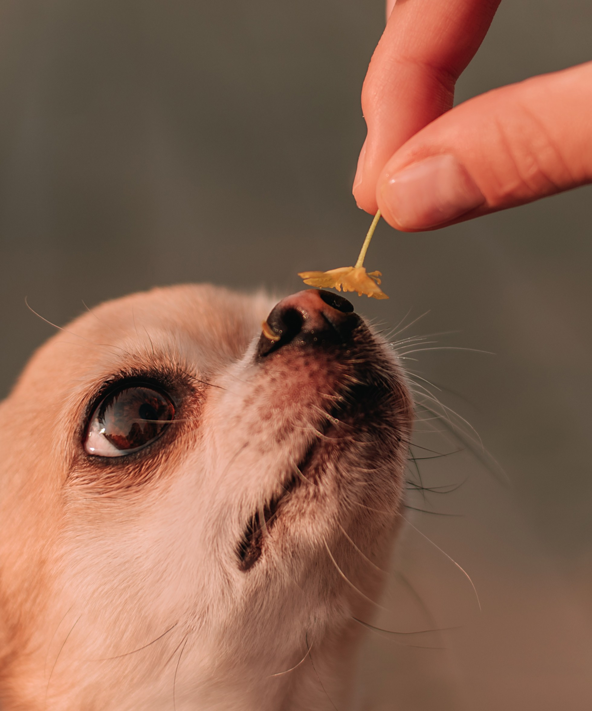 Прогулка: чихуахуа Хенни и Алина во Владивостоке. Портфолио