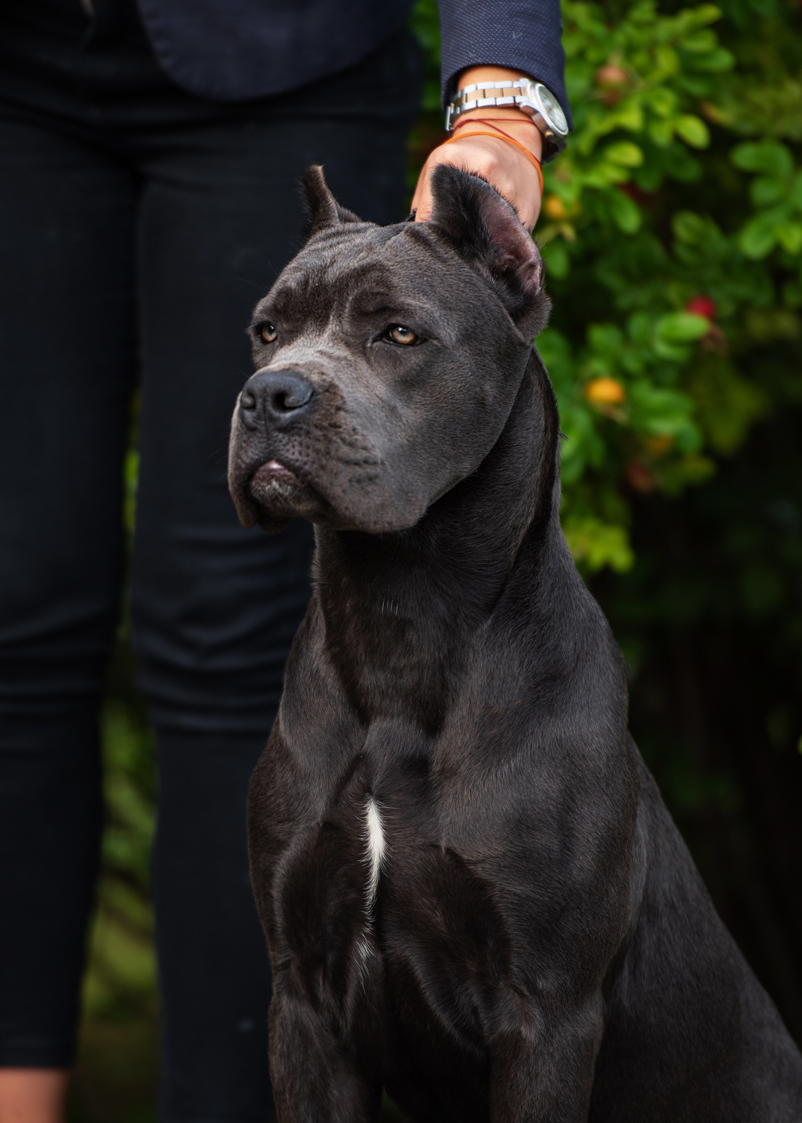 Выставка собак Тюмень 02.09.2023. Дог-фотограф в Тюмени Александра Королева