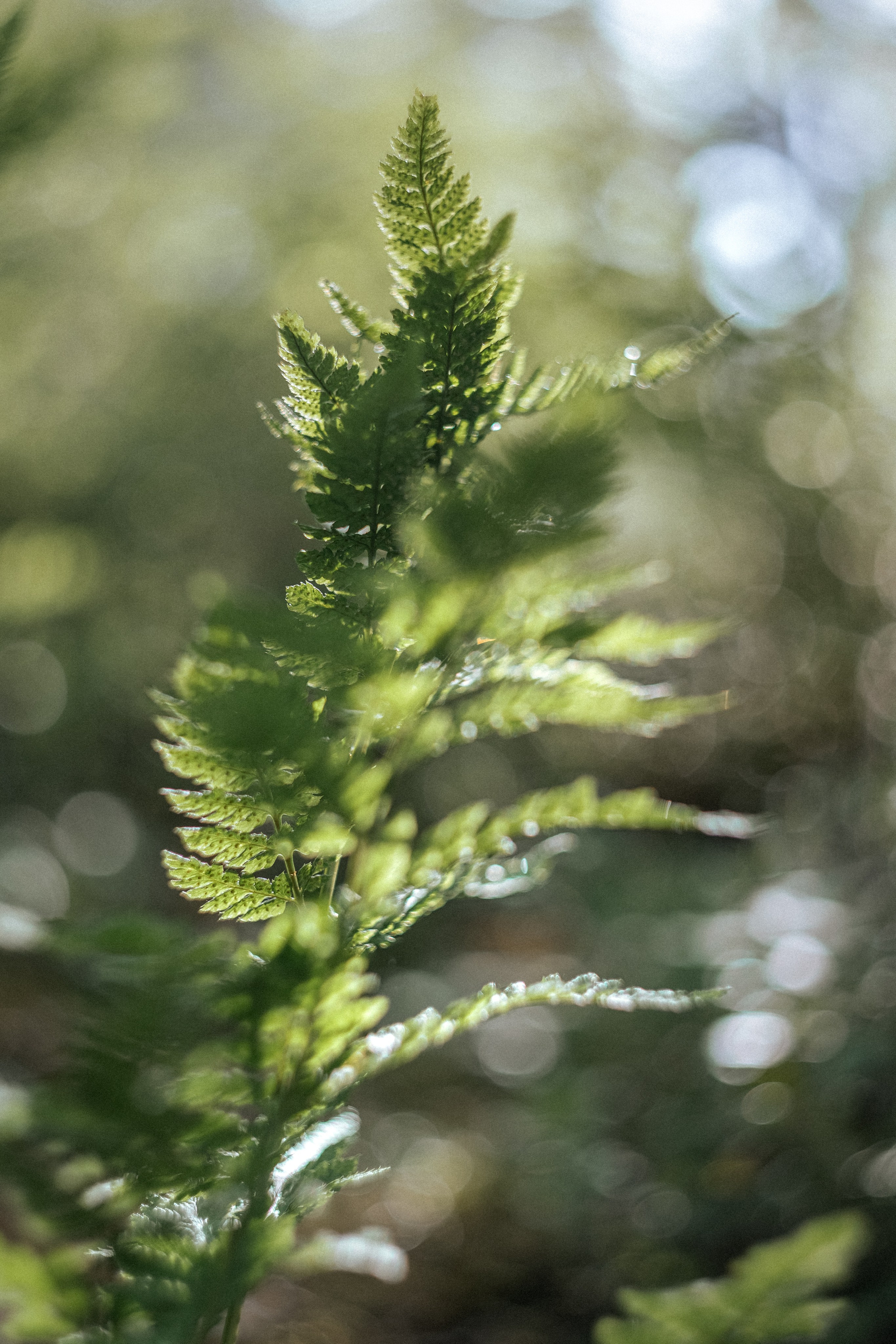 Карелия — место силы. Юля Дэй • Фотограф, Санкт-Петербург