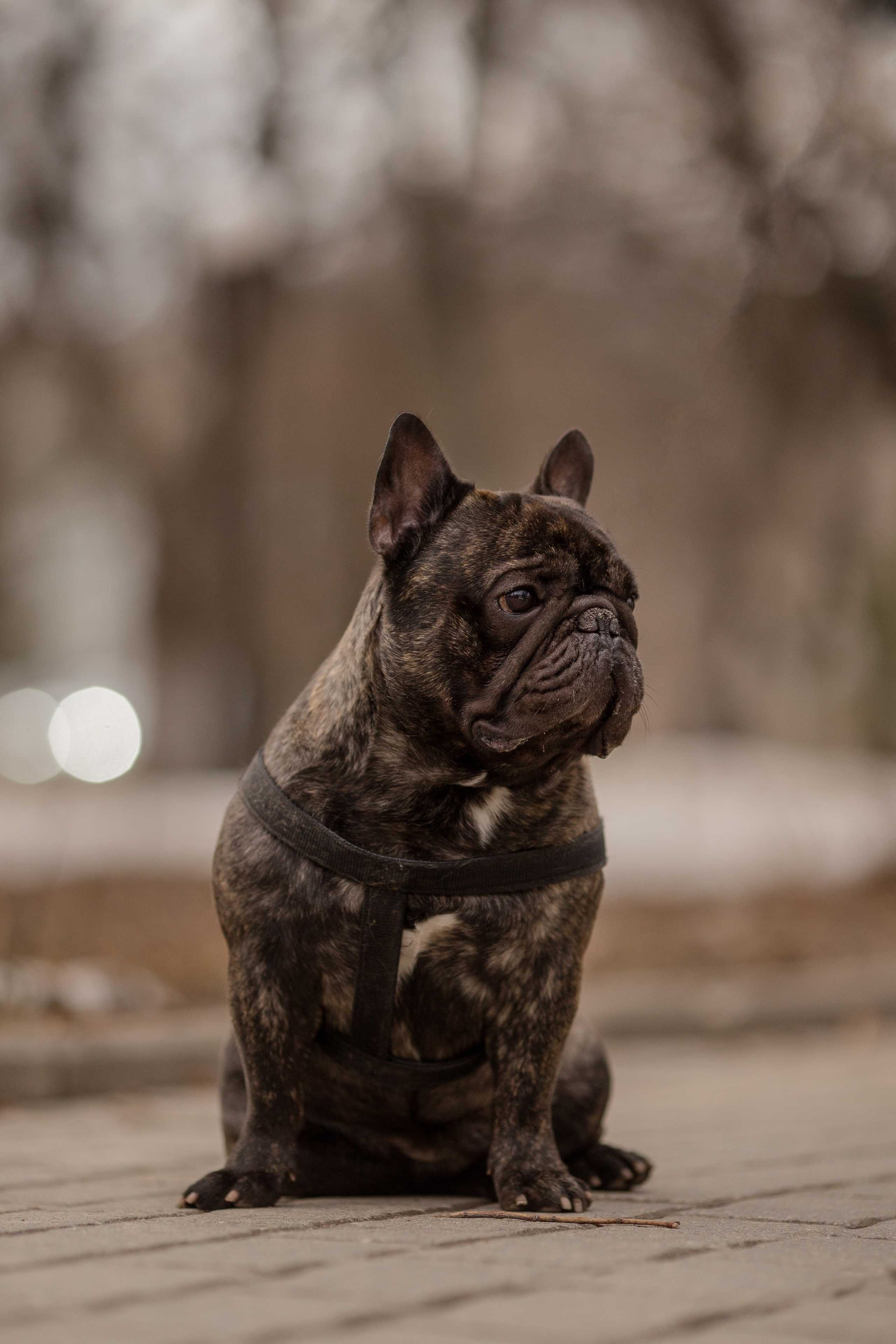 Фото французского бульдога