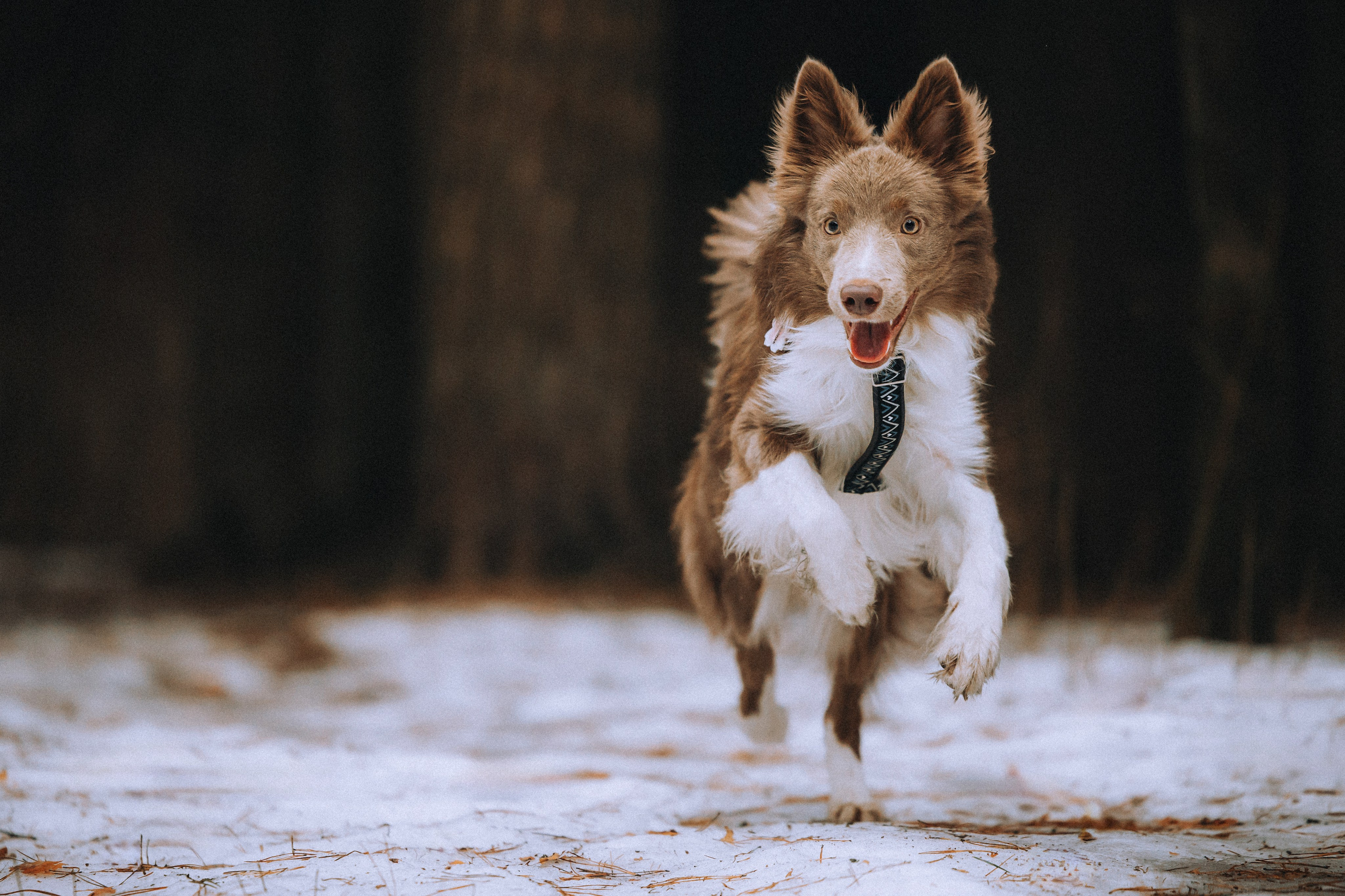 Полина, Милли и Паддингтон