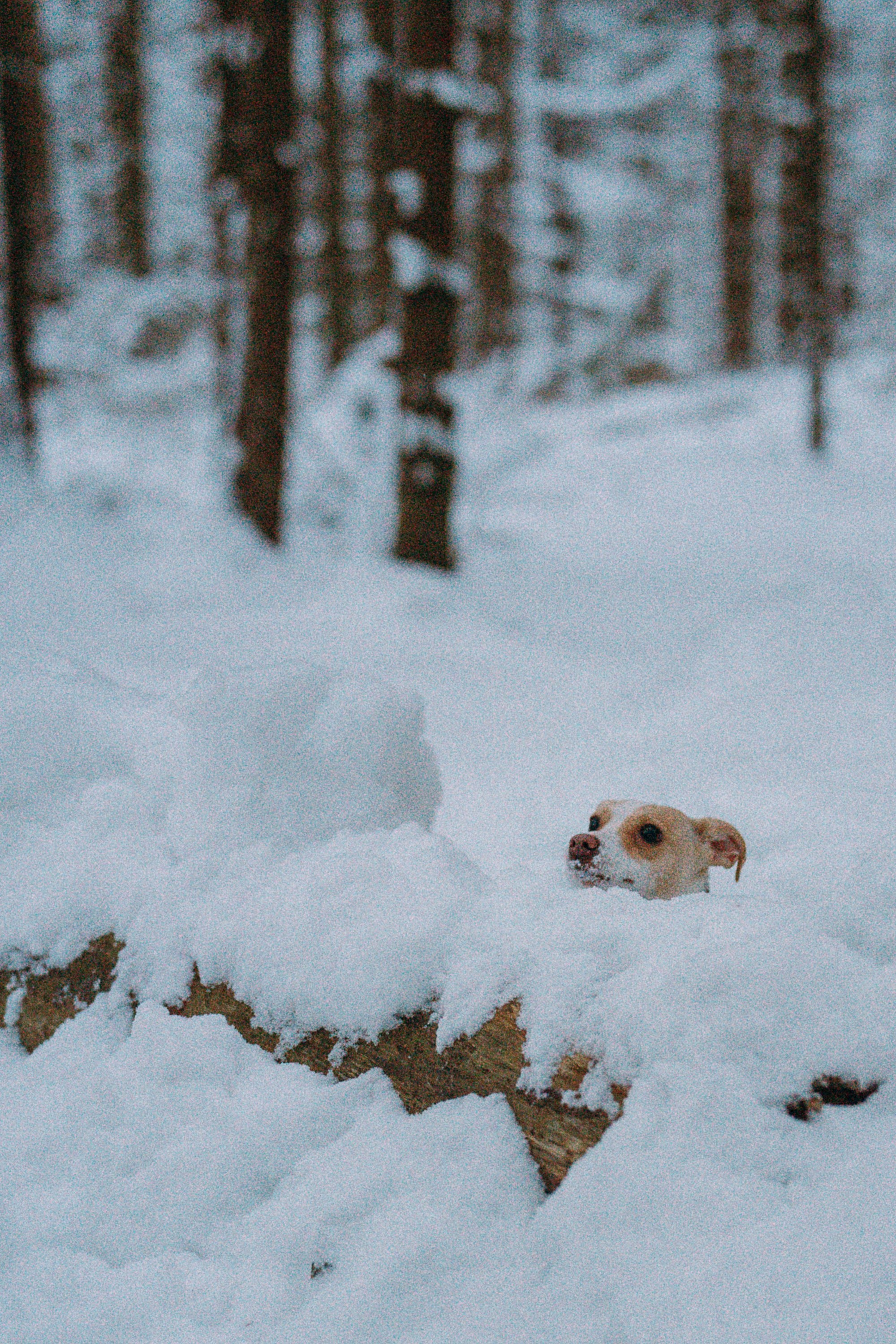 Алина, Ваниль и Элис. Фотограф анималист в Москве и Санкт-Петербурге Свиридова Анна
