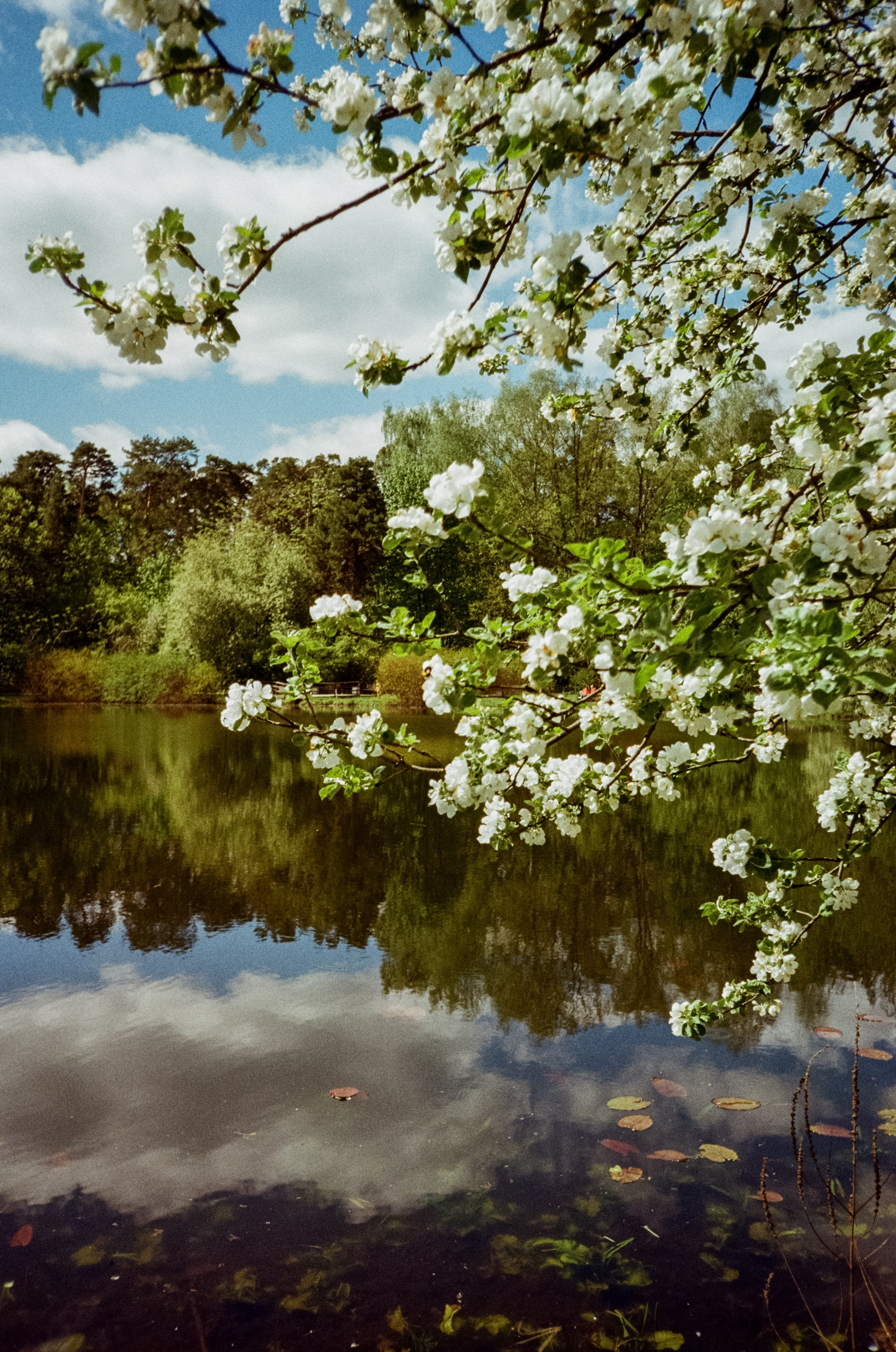 Ricoh R1 | Kodak ProImage 100 | 6 мая 2025 года СерБор