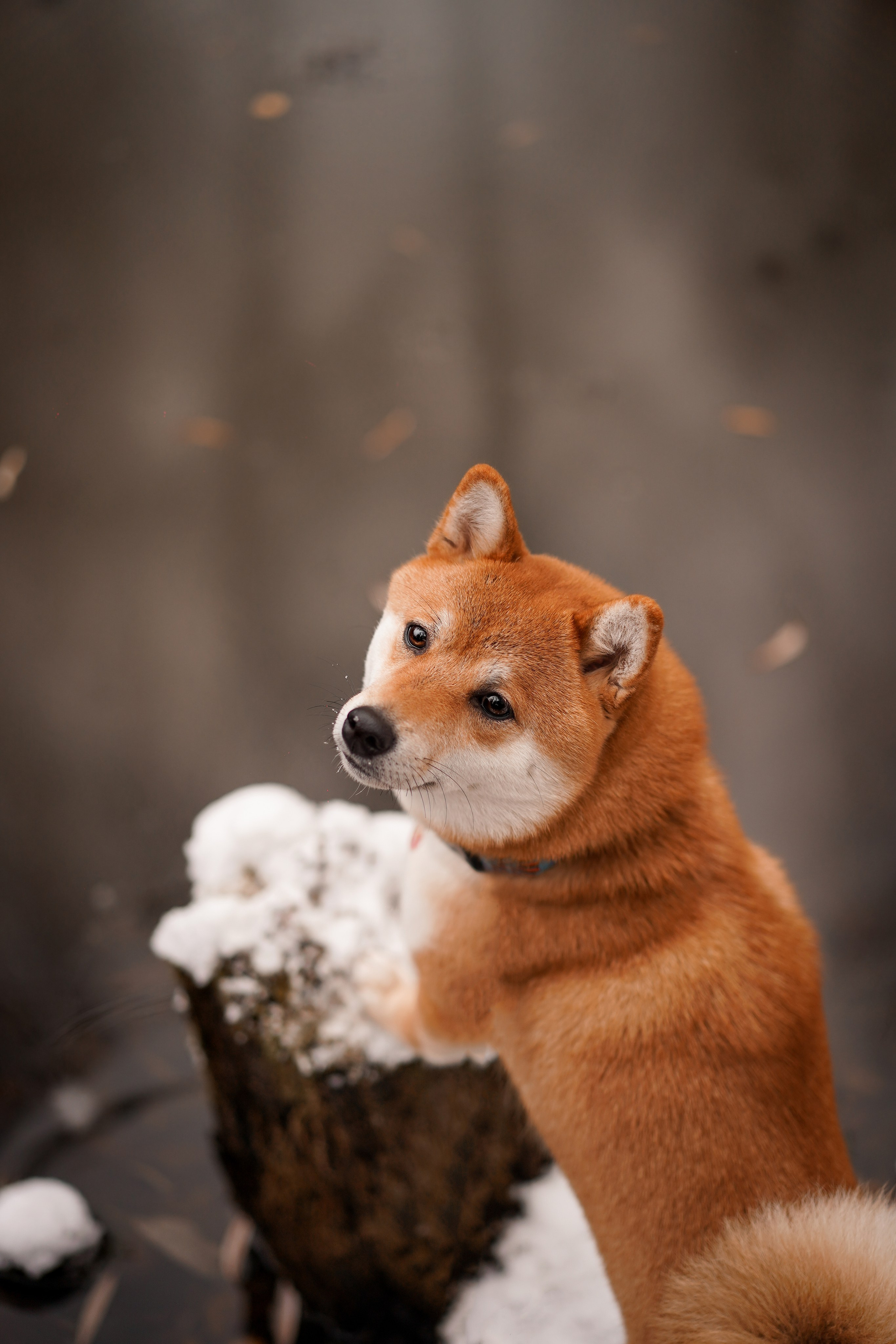 Алина и Юми. Фотограф-анималист в Санкт-Петербурге Яна Мартынова
