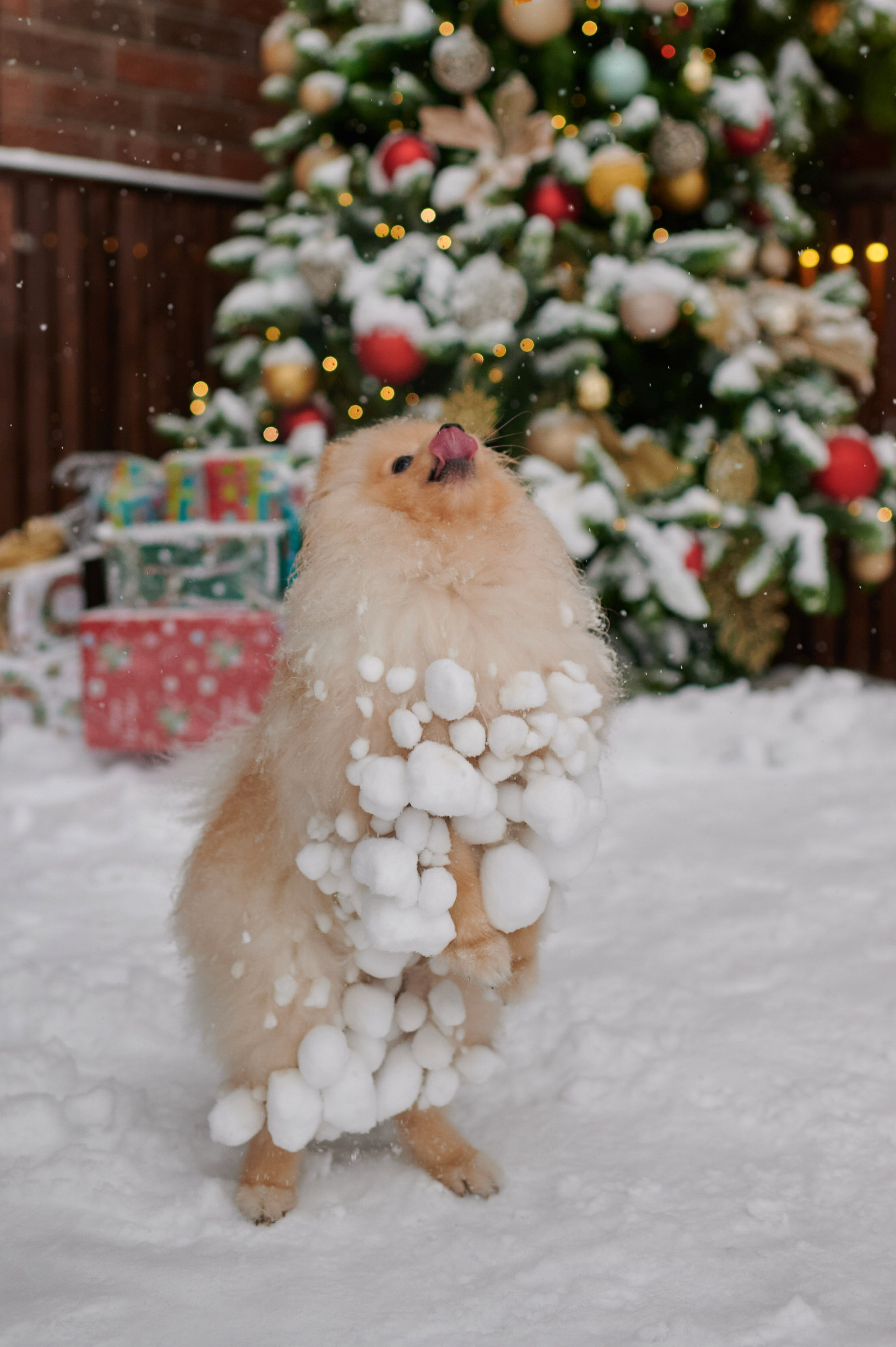 Александра и Егор. Портретный, семейный и свадебный фотограф в Санкт-Петербурге и в Москве Ширяев Денис