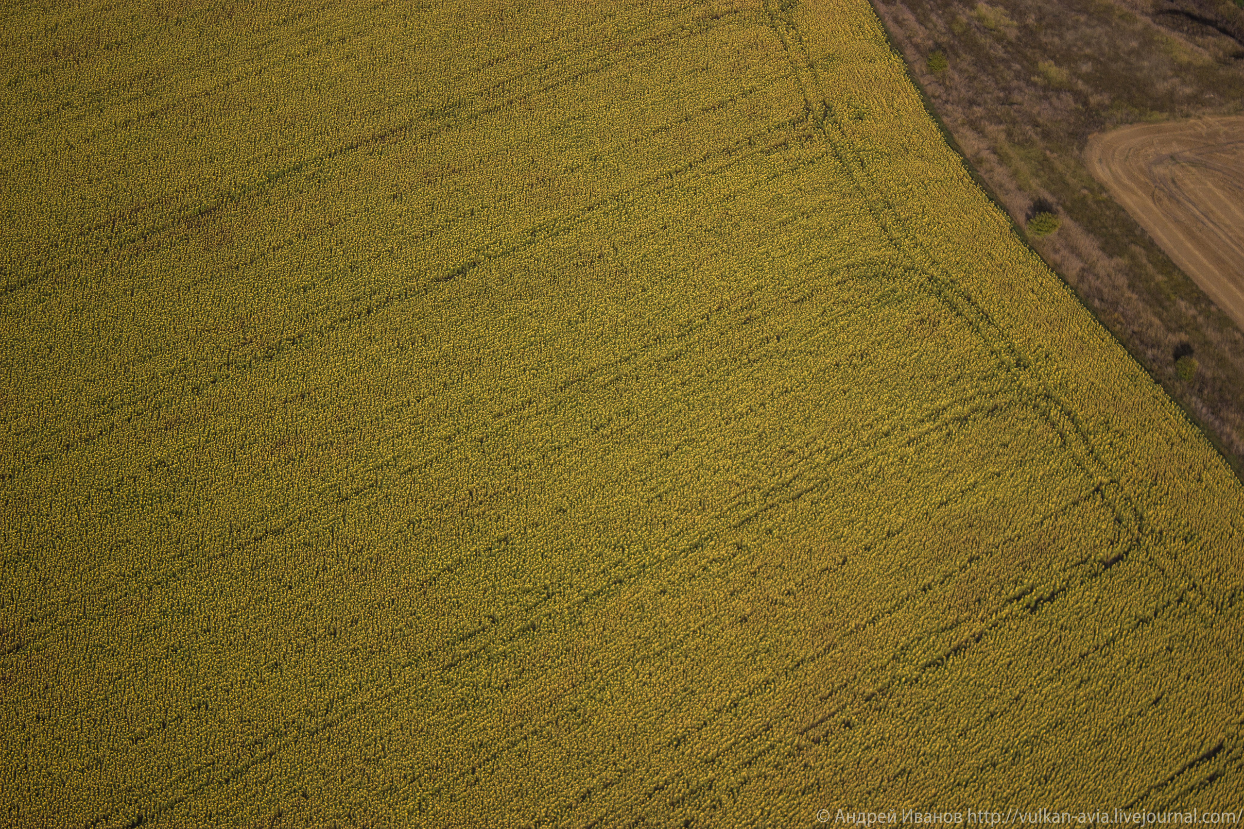 Волгодонск аэр. Потапов слёт «Небо для всех» (2021 г.). Фотоальбом показывающий увлекательный мир авиации и мир медведей Андрея Иванова