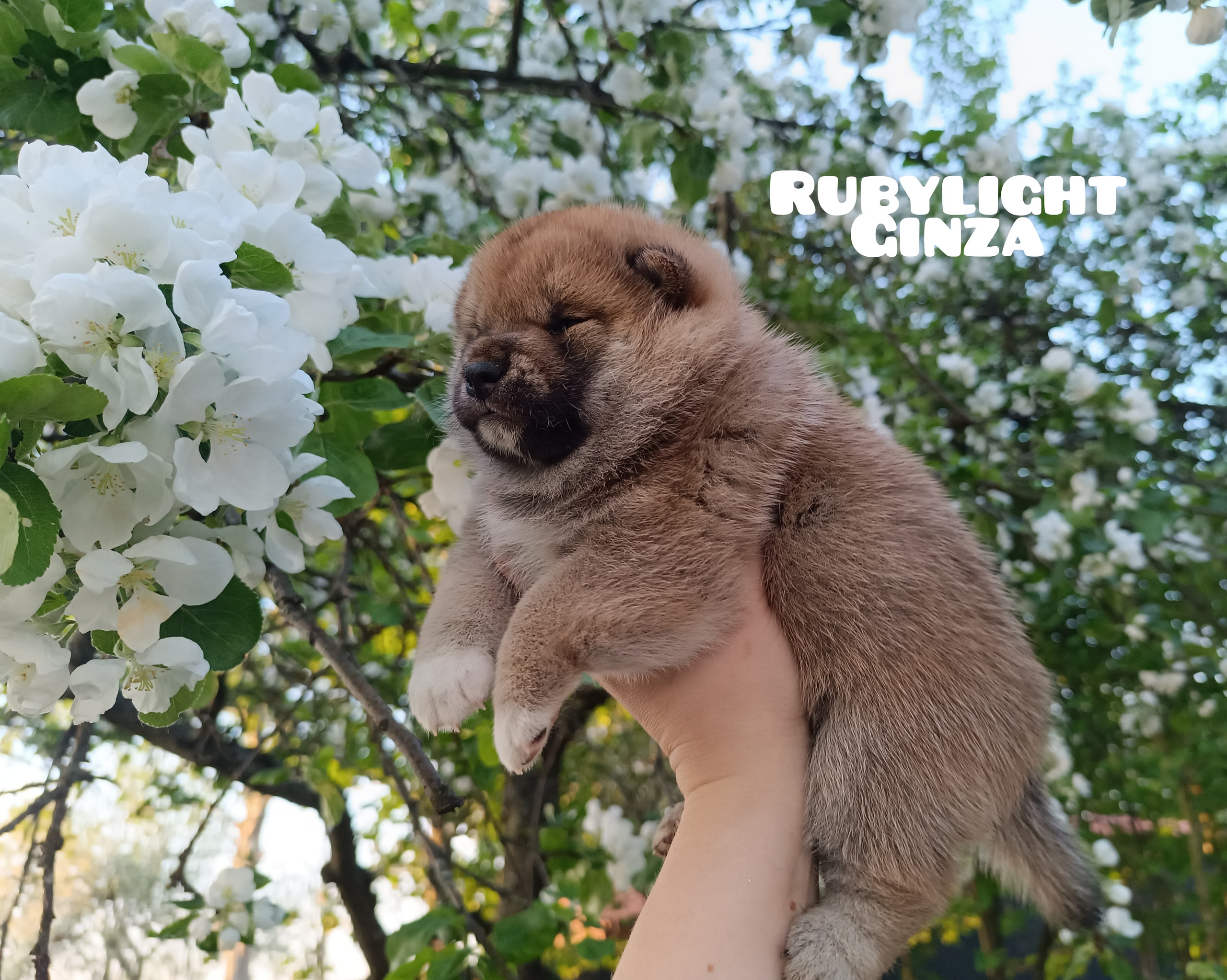 сиба питомник Рубилайт щенки на продажу rubylight  сиба щенки купить СПб Санкт-Петербург 