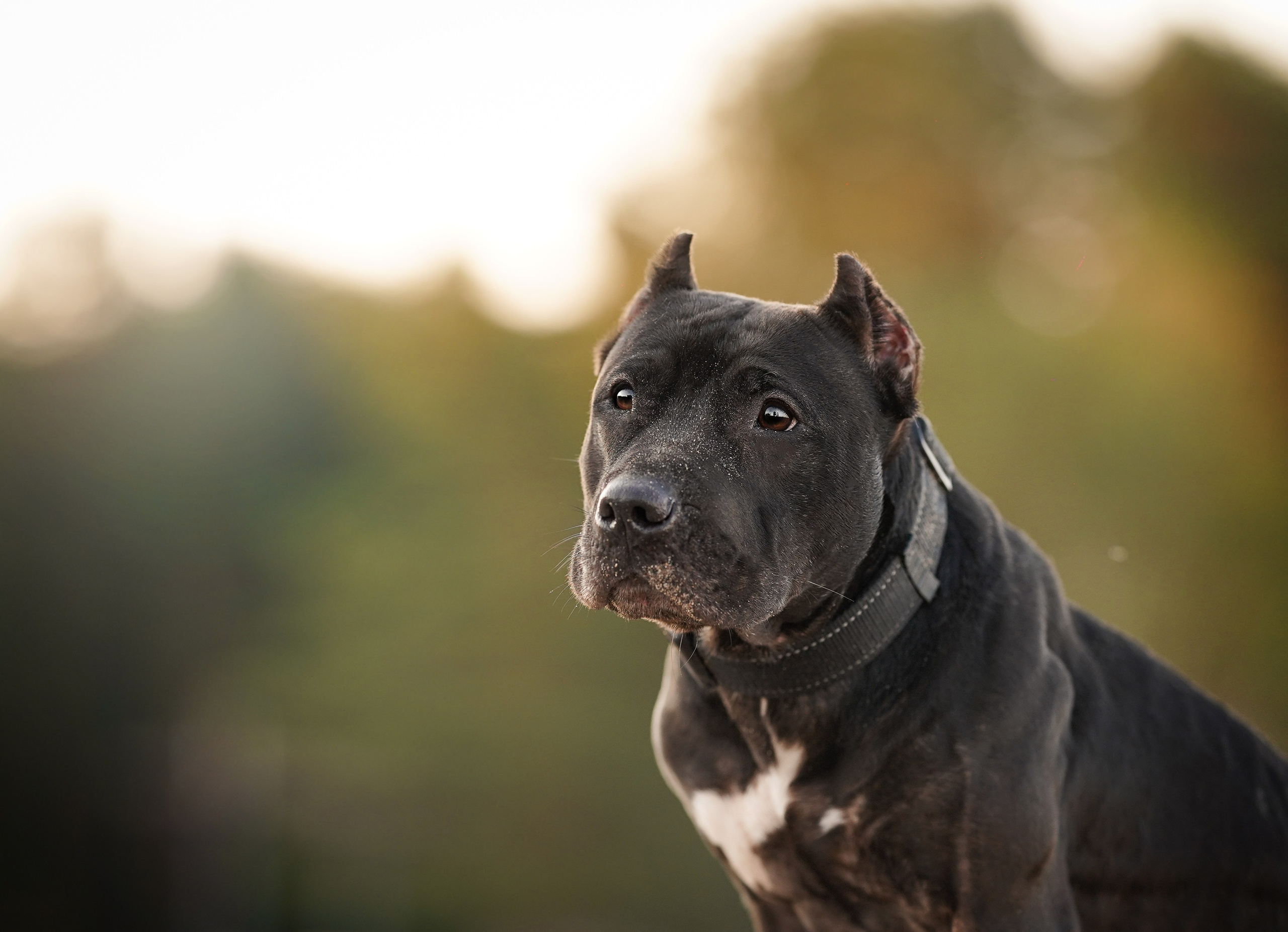 Татьяна Изи и Джем. Фотограф-анималист в Санкт-Петербурге Яна Мартынова