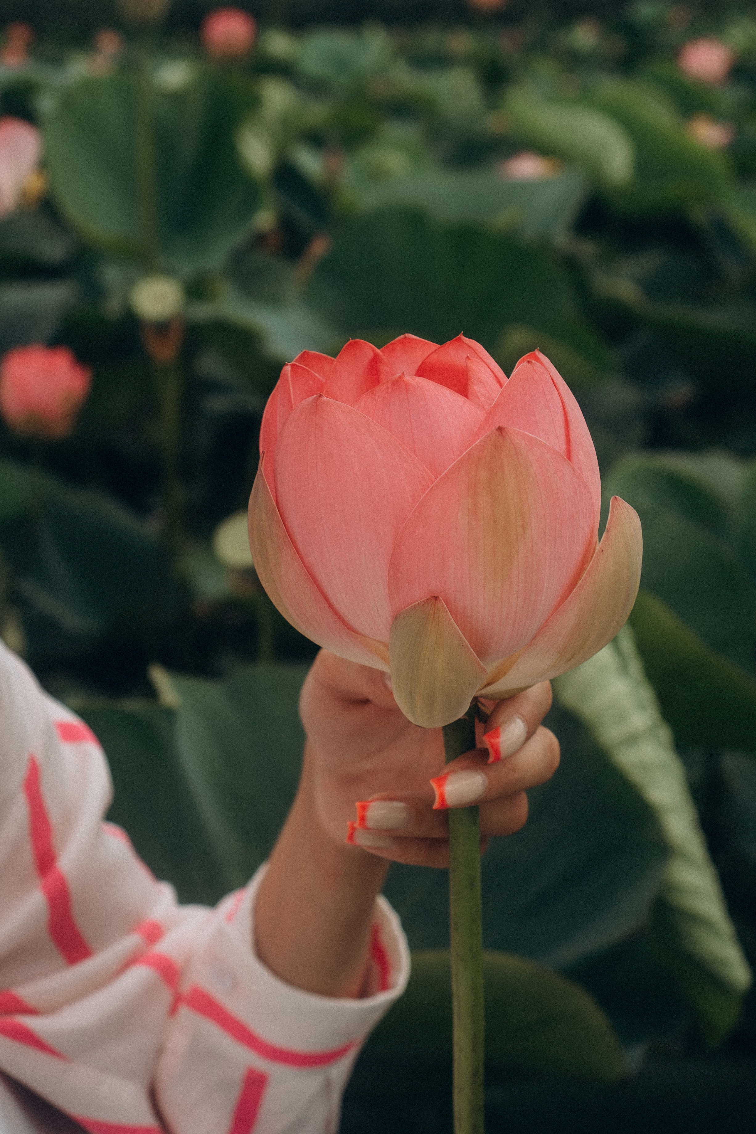 ЛОТОСОВАЯ ПОЛЯНА. Профессиональный фотограф, Санкт-Петербург — Виктория Богомолова