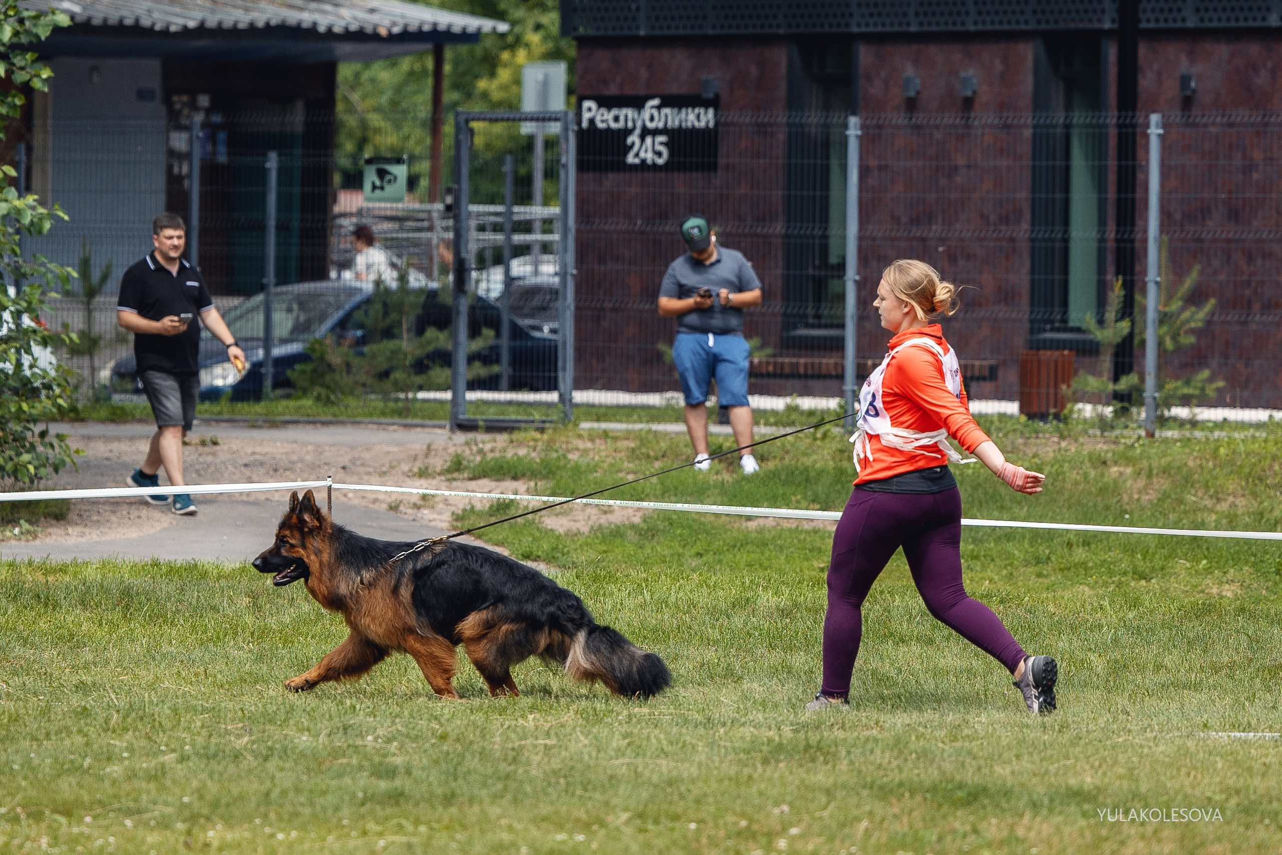 6.07.2024 Выставка немецких овчарок г. Тюмень. YULA KOLESOVA | Фотограф — Анималист | Художник | Тюмень