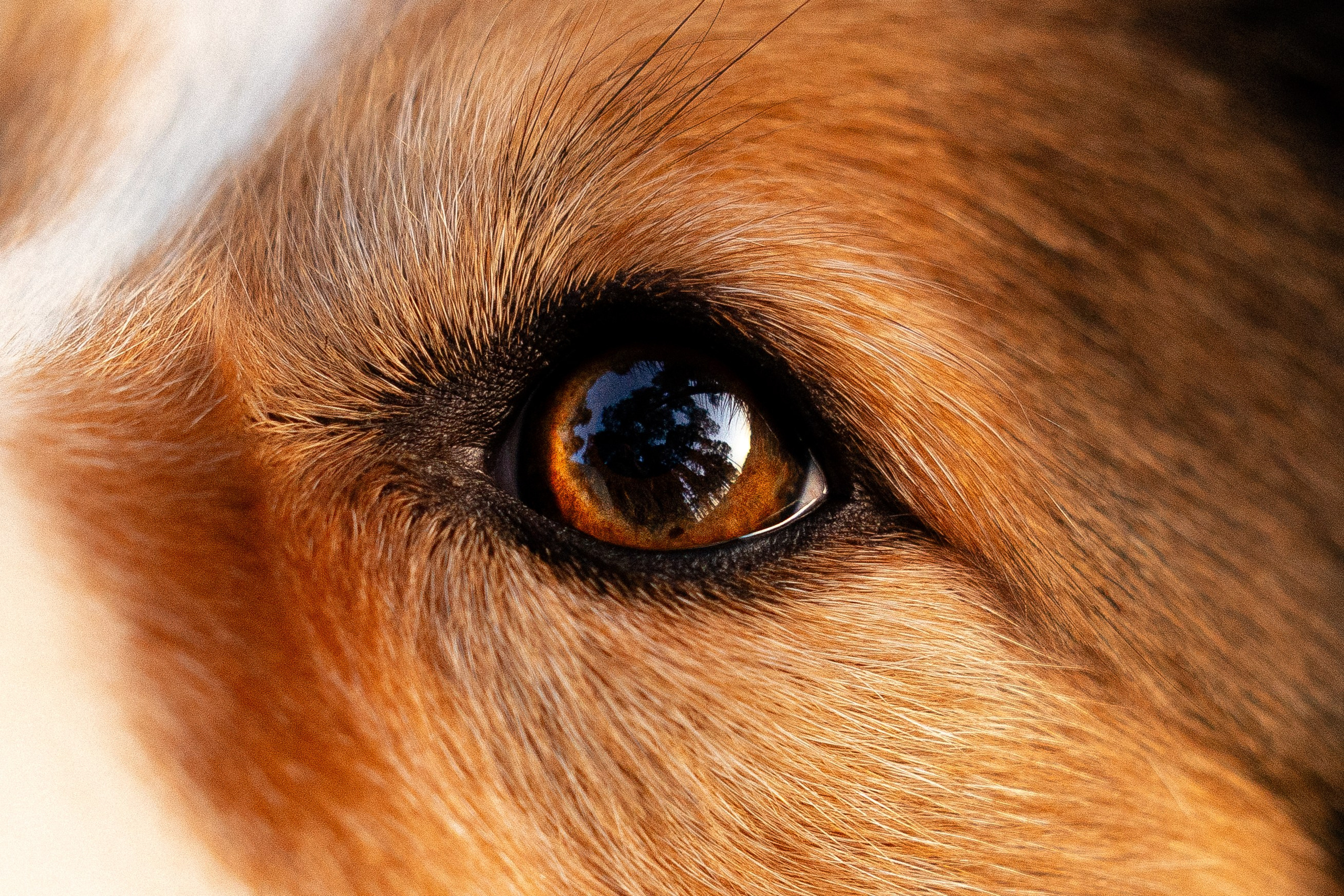 Разношерстная компания. Фотограф и видеограф анималист Аганина Дарья