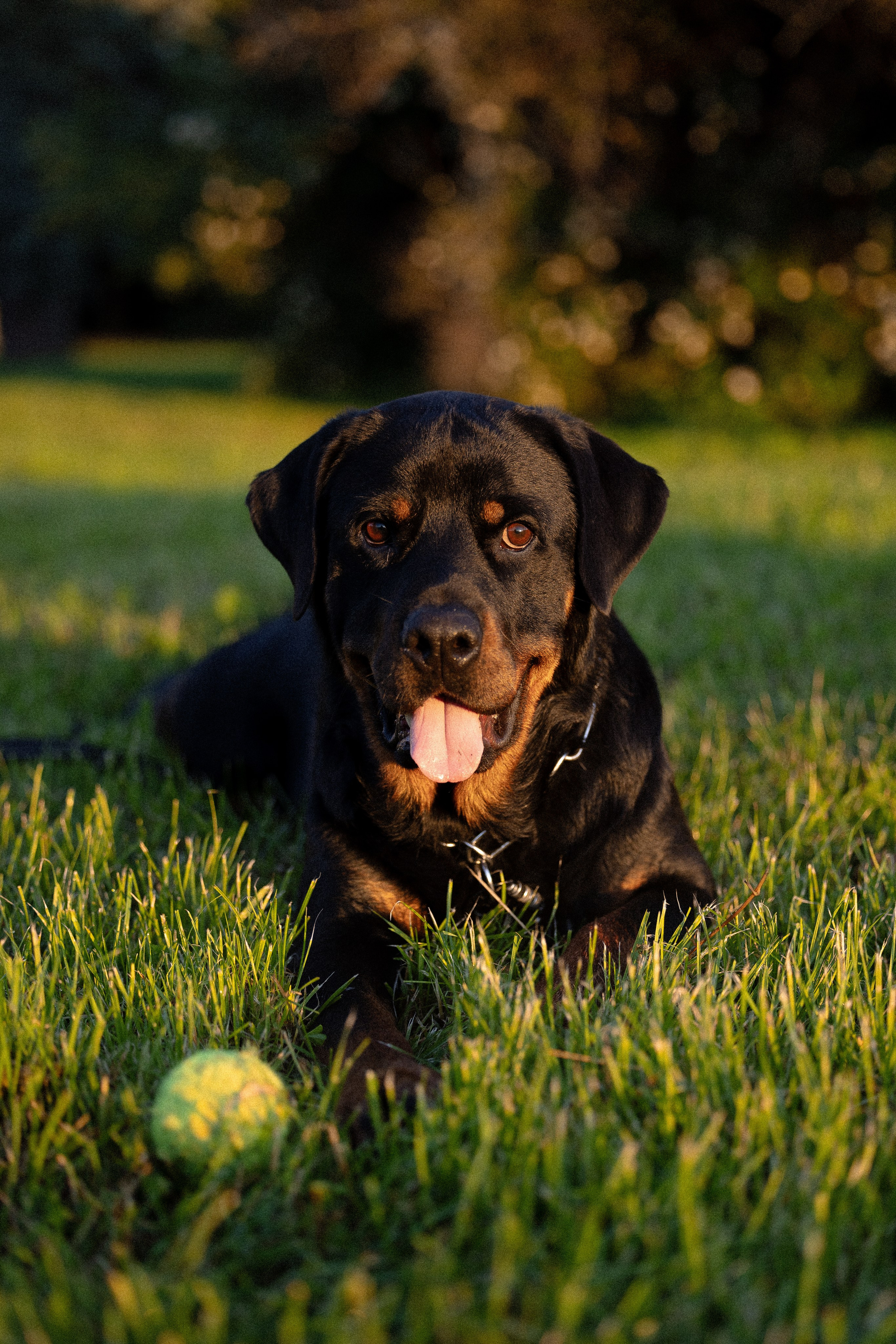 Катя, Леша, Лея и Трой. Фотограф и видеограф анималист Аганина Дарья