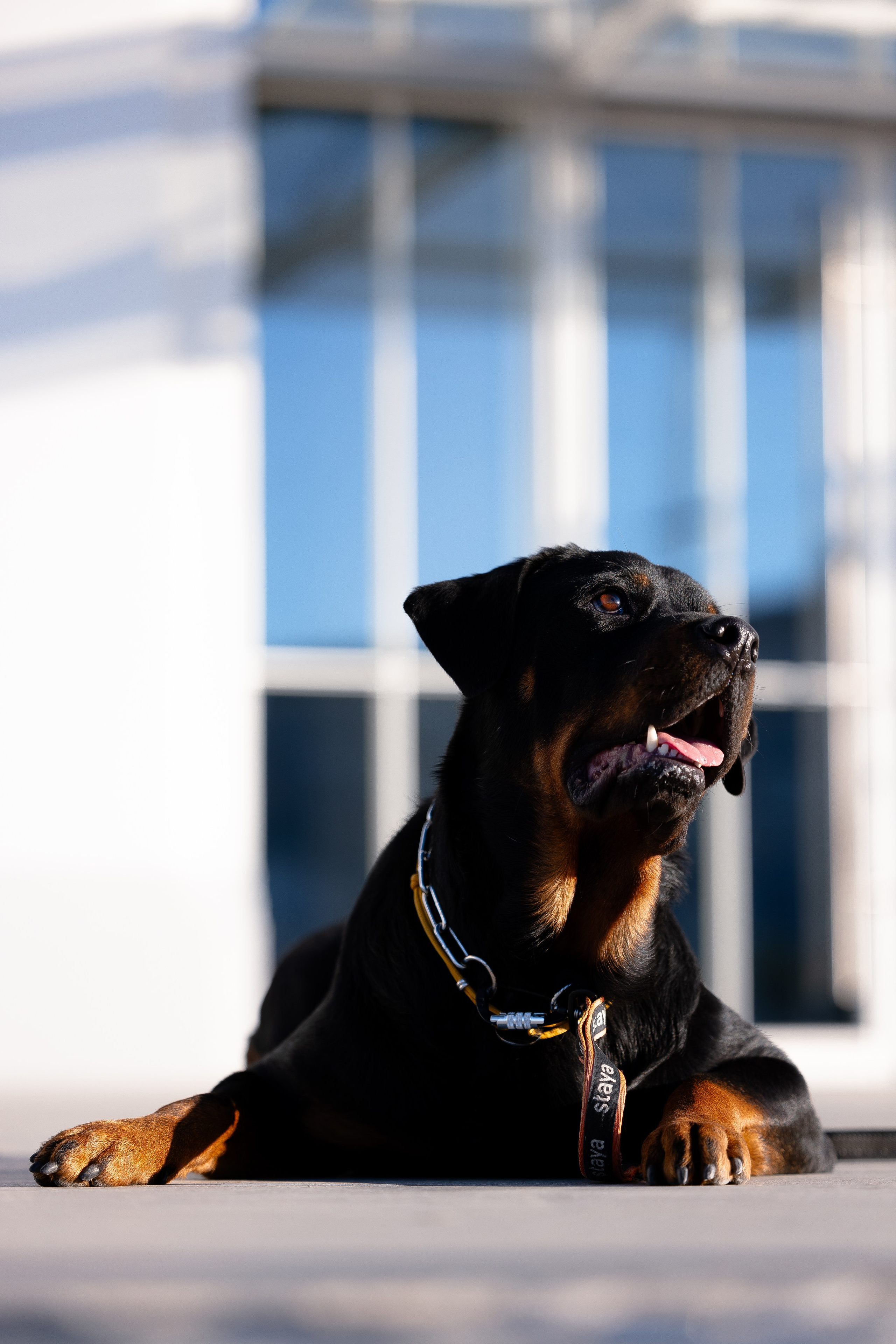 Катя, Леша, Трой и Лея. Фотограф и видеограф анималист Аганина Дарья
