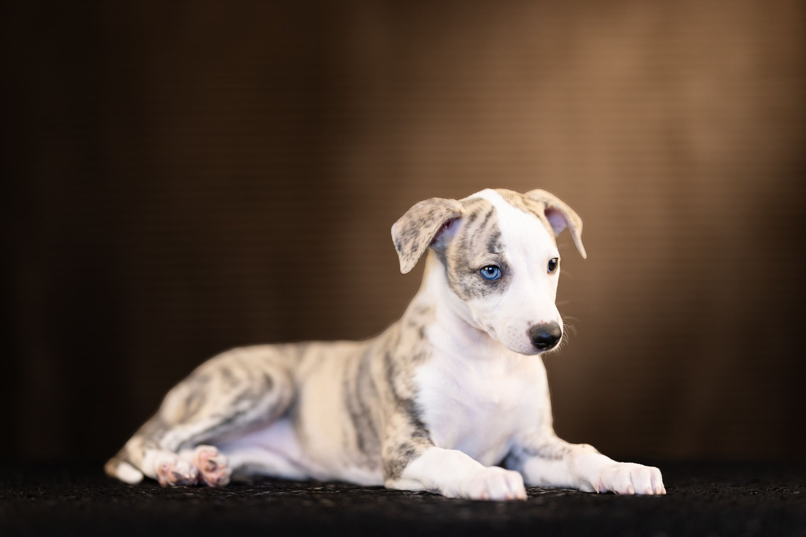 Уиппет. Фотограф и видеограф анималист Аганина Дарья