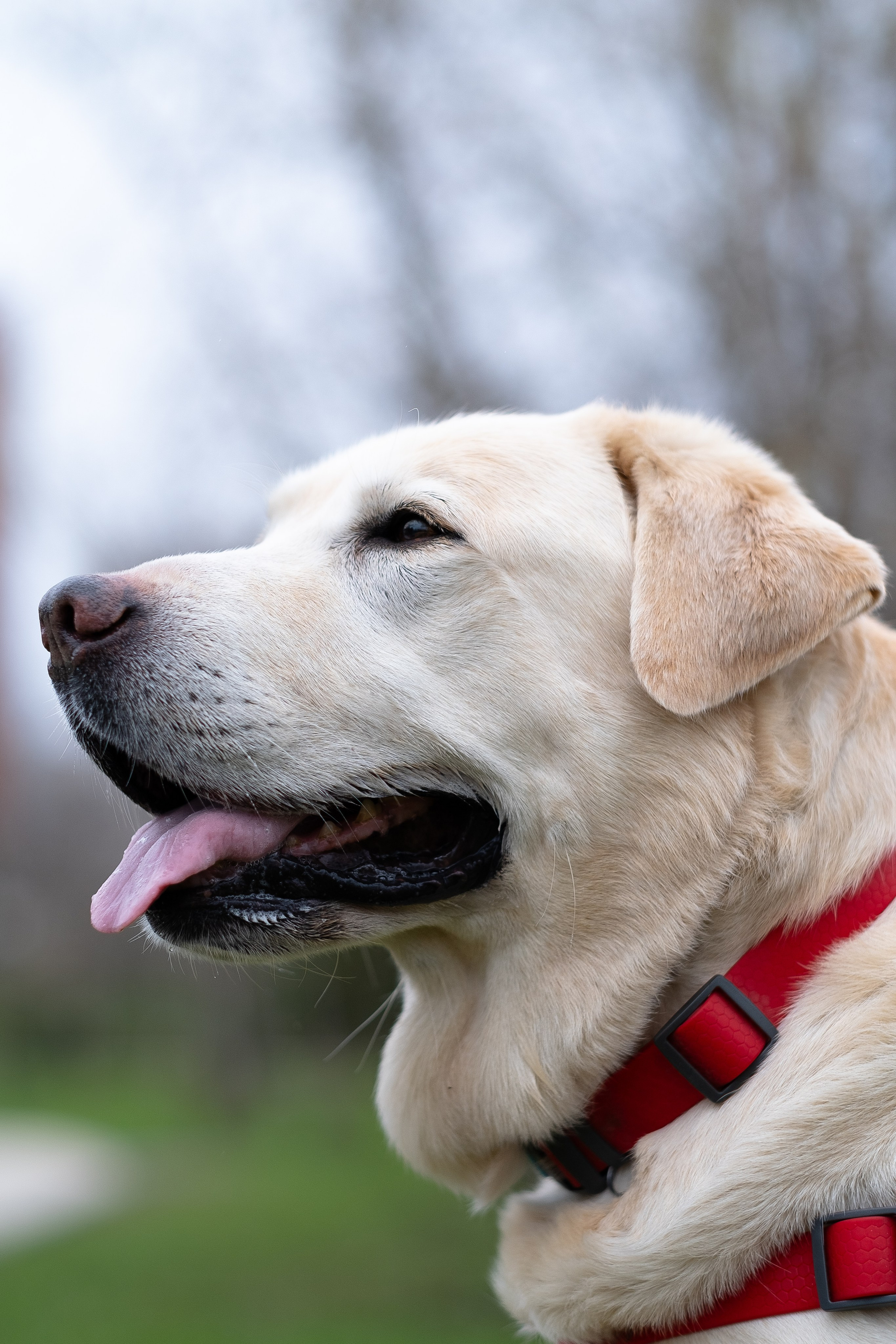 Света и Лето. Фотограф и видеограф анималист Аганина Дарья