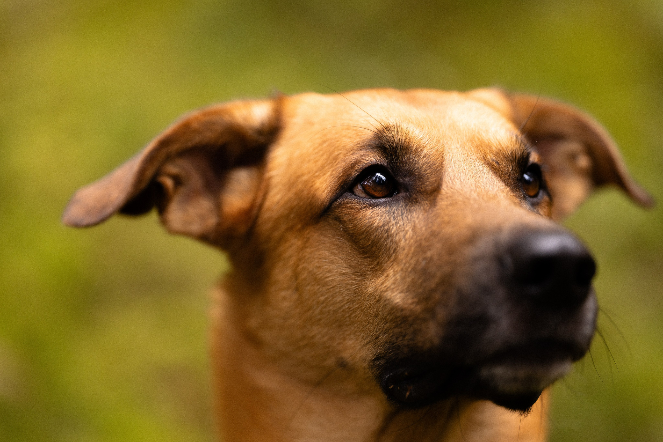 Karelia. Фотограф и видеограф анималист Аганина Дарья