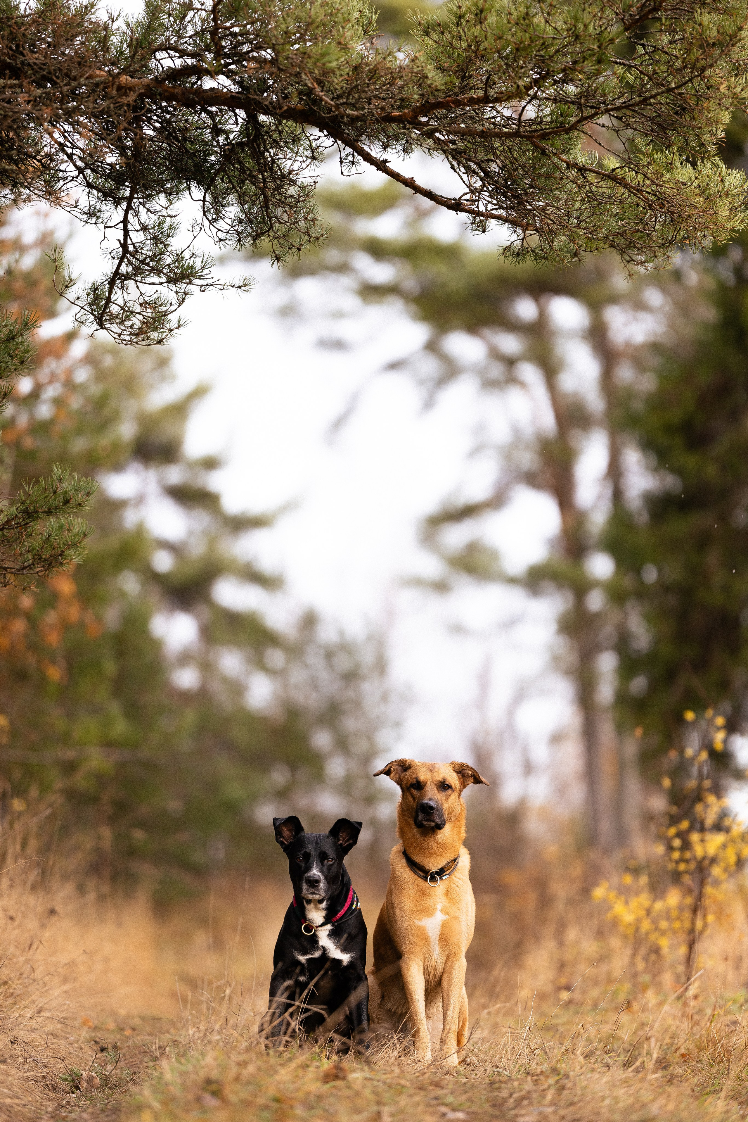 Karelia. Фотограф и видеограф анималист Аганина Дарья