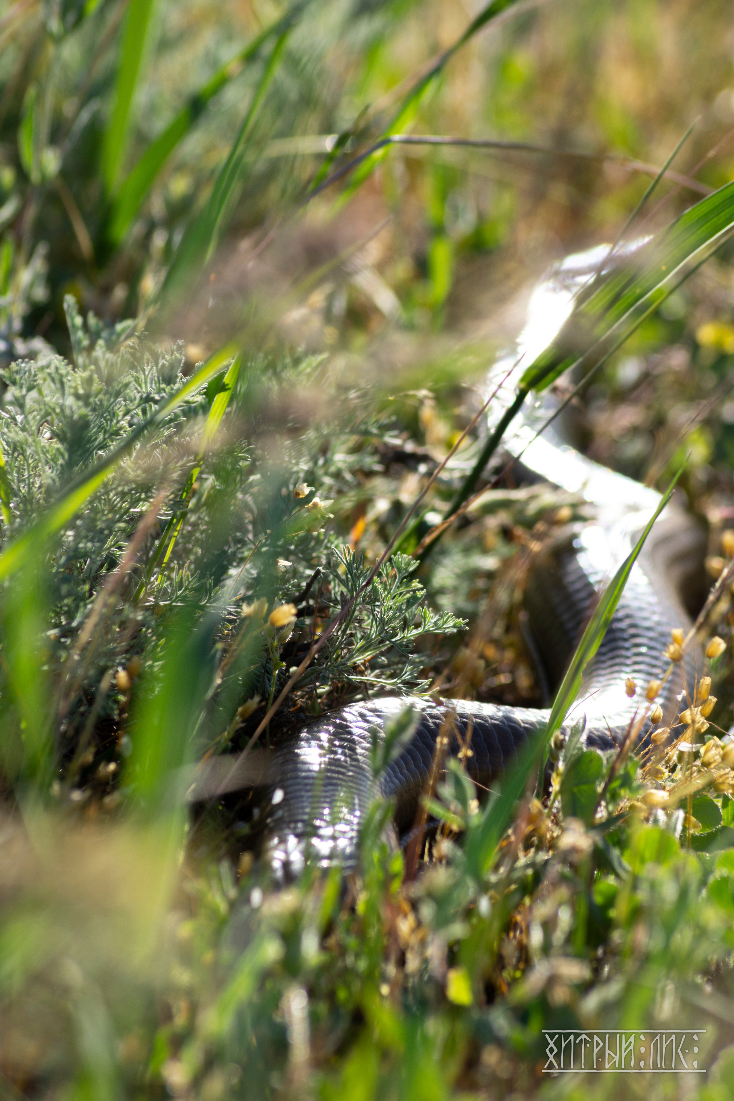 Дагестан. Фотограф-путешественник Самойлов Максим «Sly Fox»