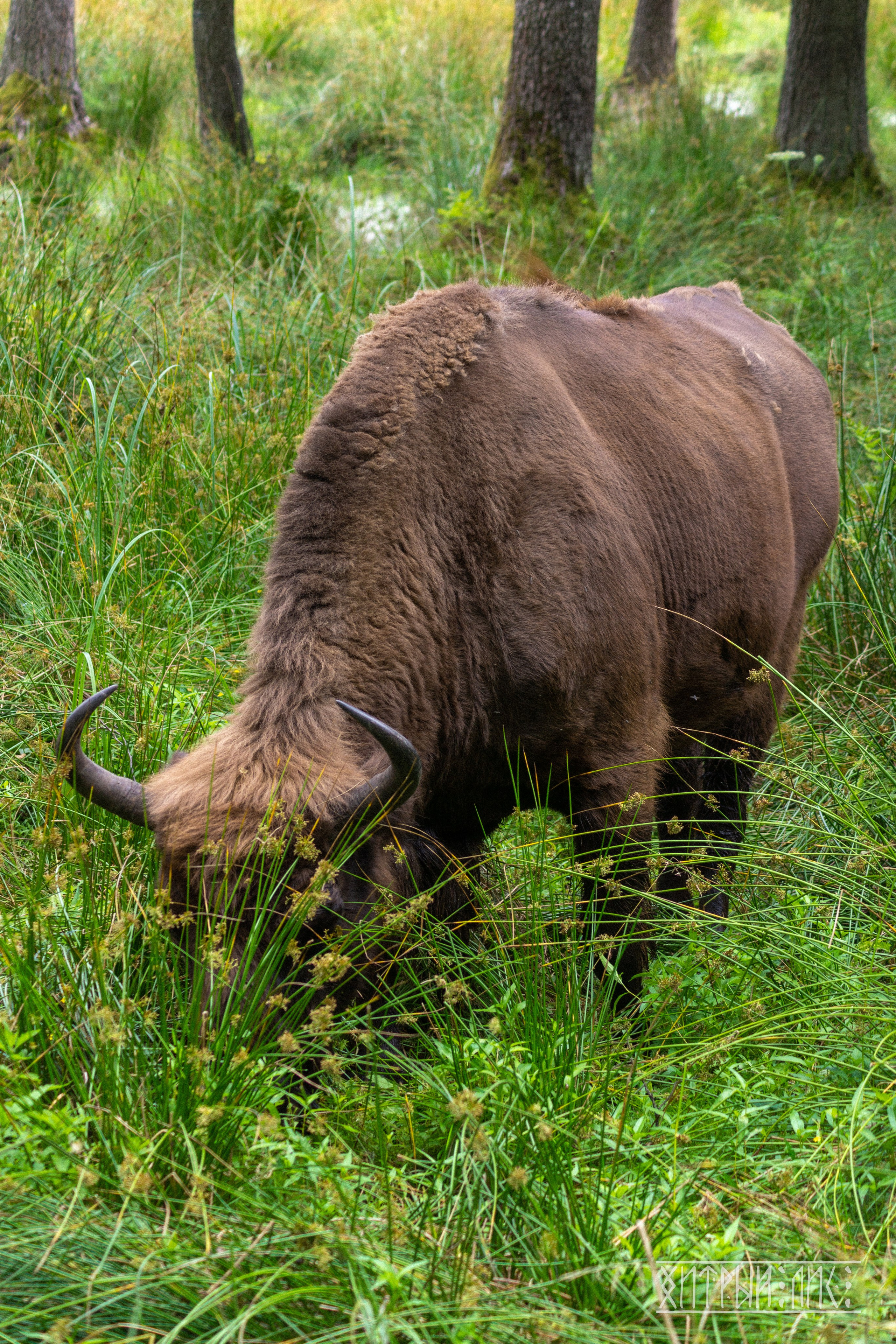 Беларусь. Фотограф-путешественник Самойлов Максим «Sly Fox»