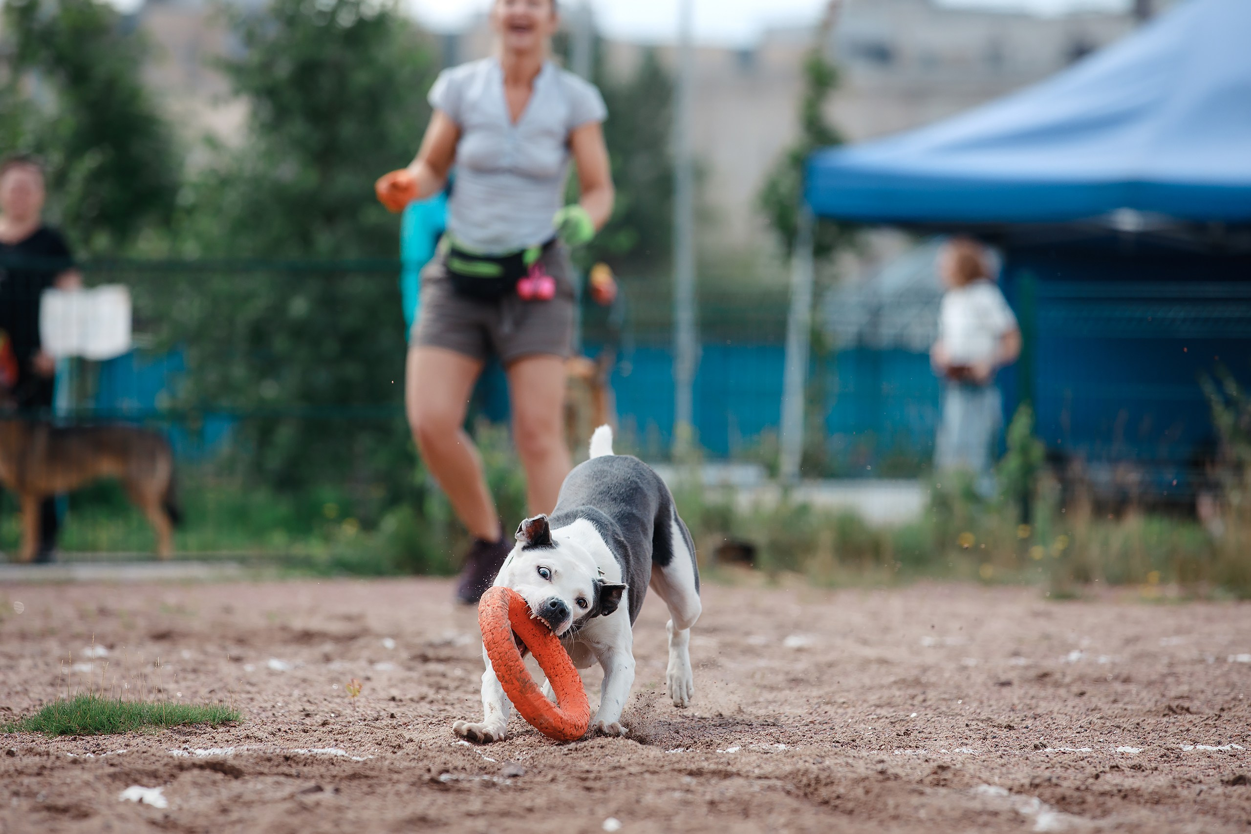 Питч&Гоу + веселые старты. Фотограф-анималист Mary Mart — Москва, Питер