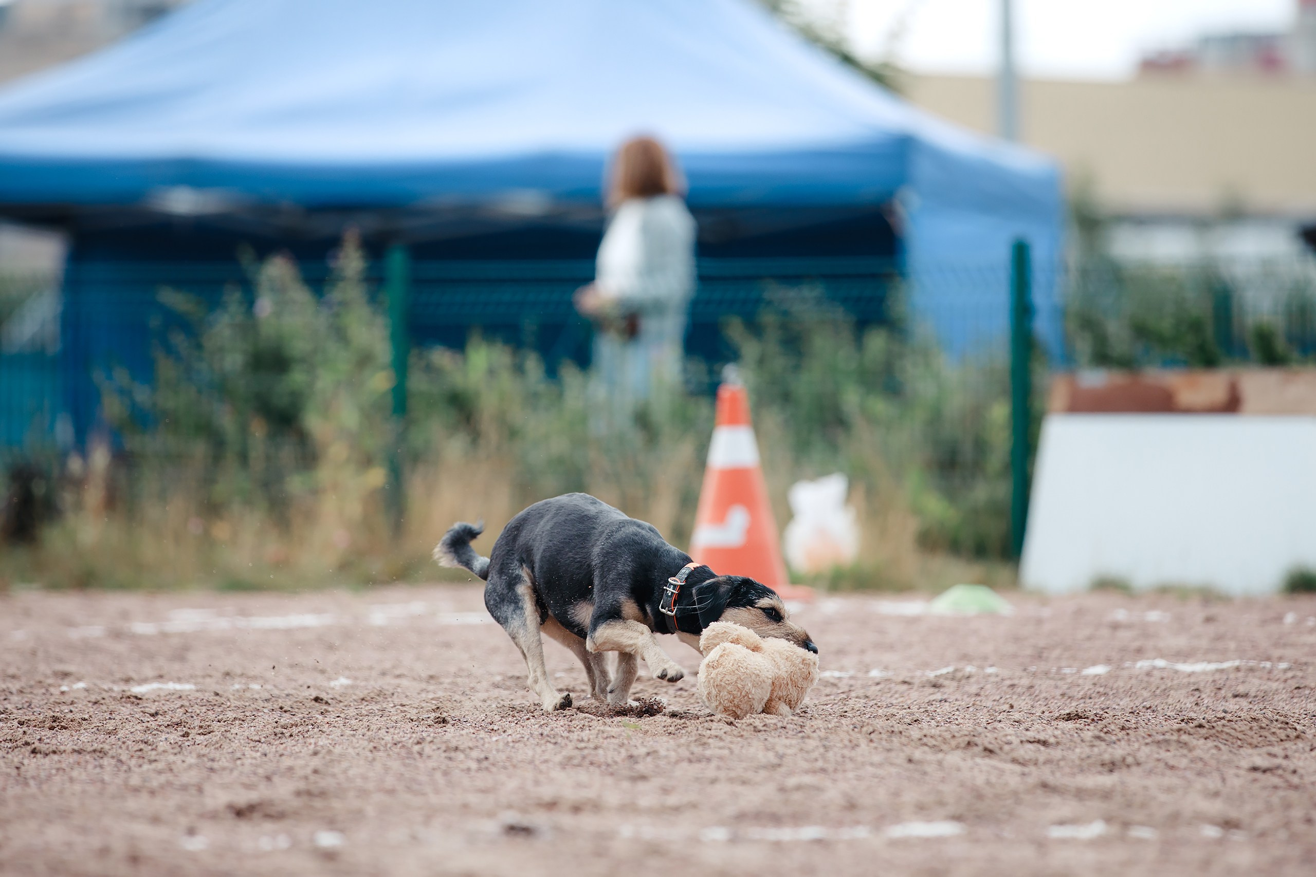 Питч&Гоу + веселые старты. Фотограф-анималист Mary Mart — Москва, Питер