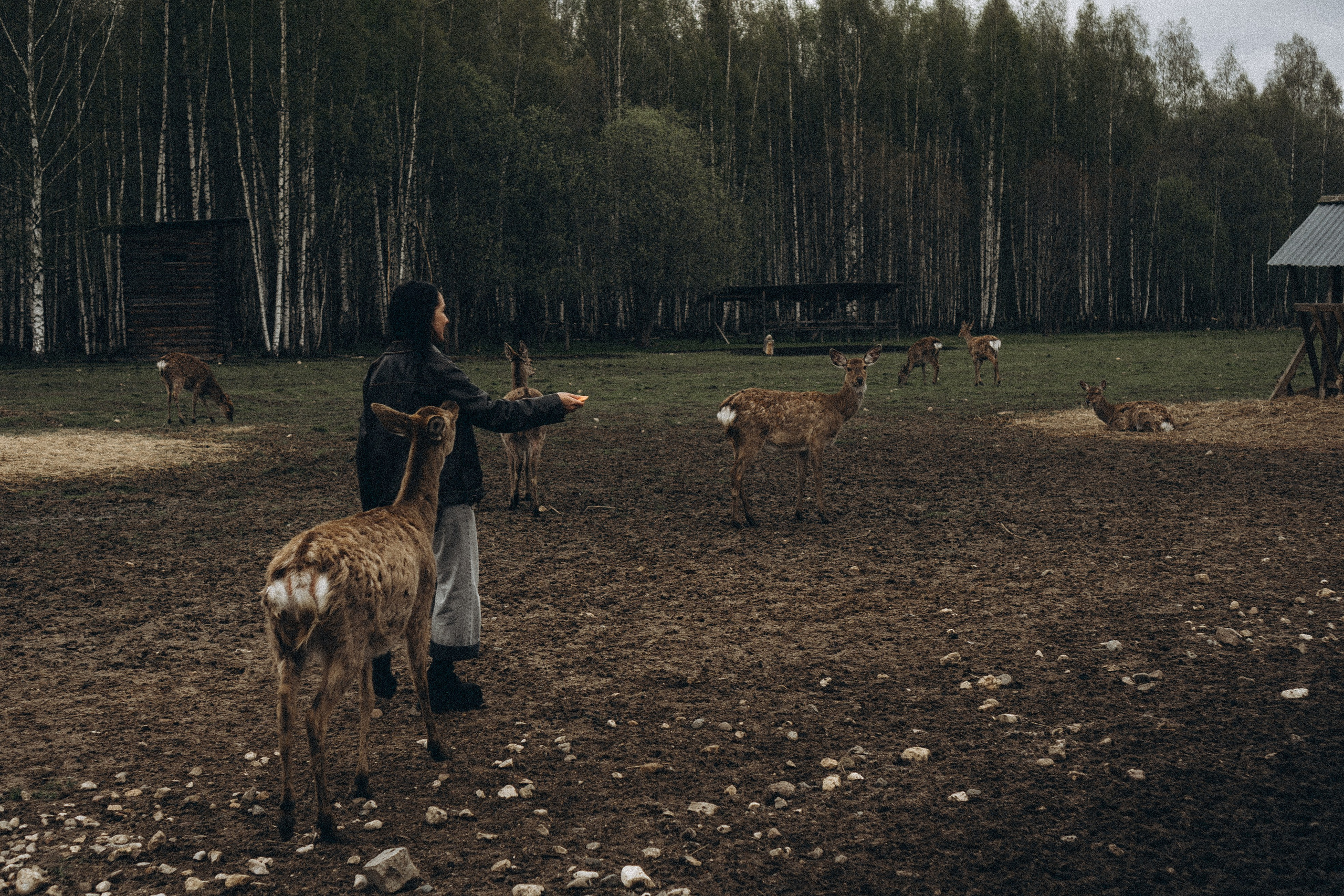ОЛЕНЬЯ ФЕРМА В ТВЕРИ. Профессиональный фотограф, Санкт-Петербург — Виктория Богомолова