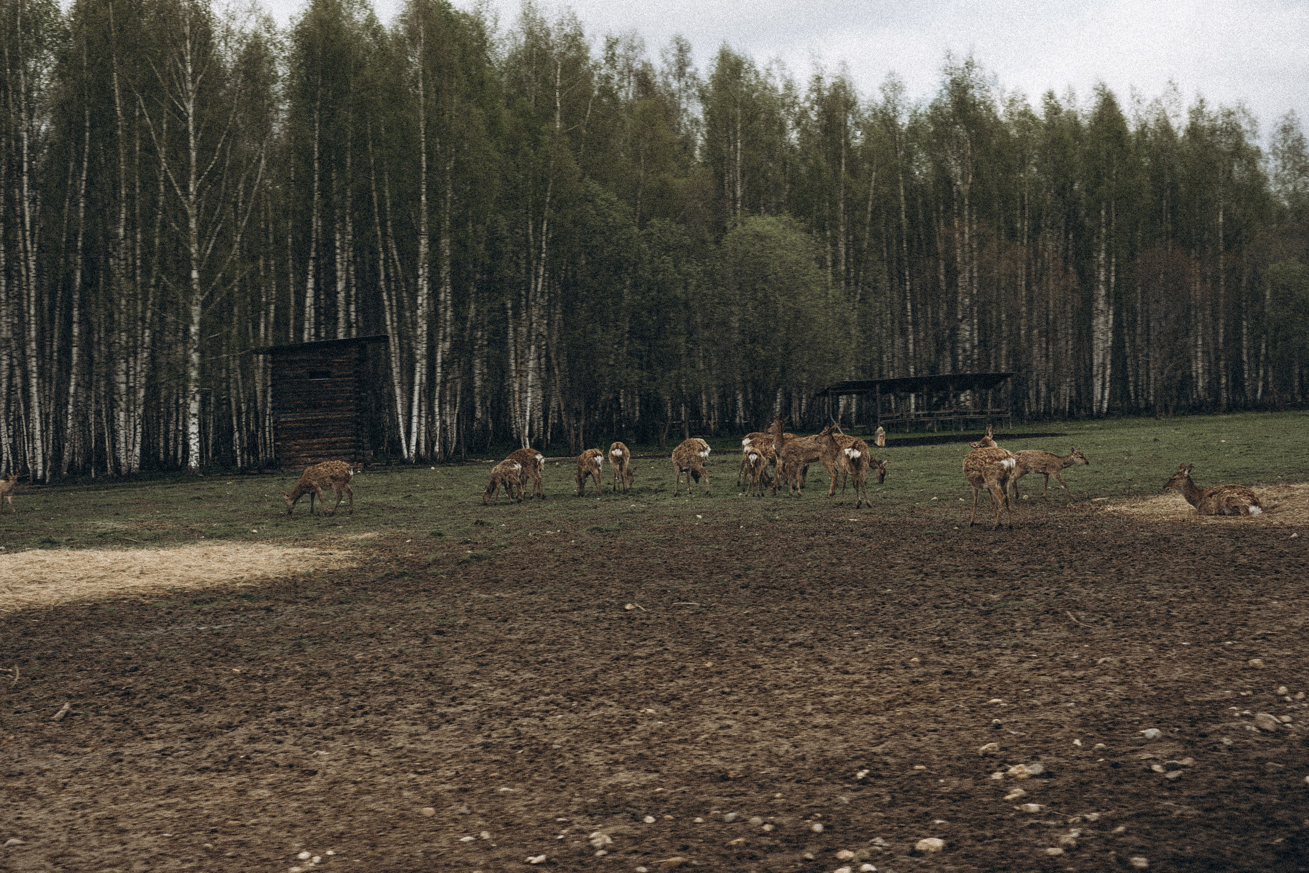 ОЛЕНЬЯ ФЕРМА В ТВЕРИ. Профессиональный фотограф, Санкт-Петербург — Виктория Богомолова