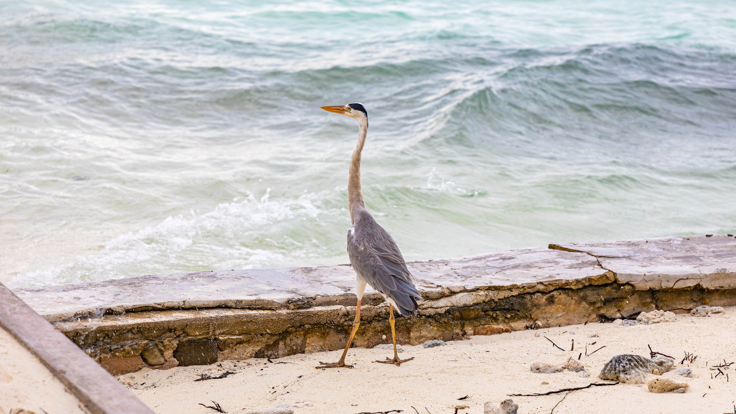 Мальдивы, Ellaidhoo Maldives by Cinnamon