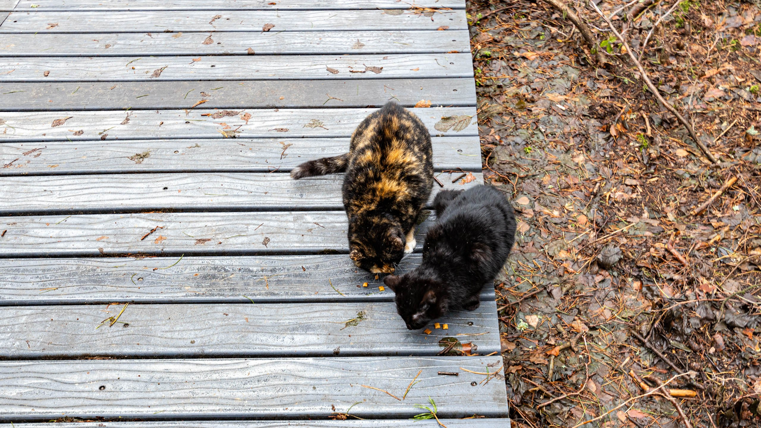 2024 01 Калининград (Светлогорск, Зеленоградск). Фотографии