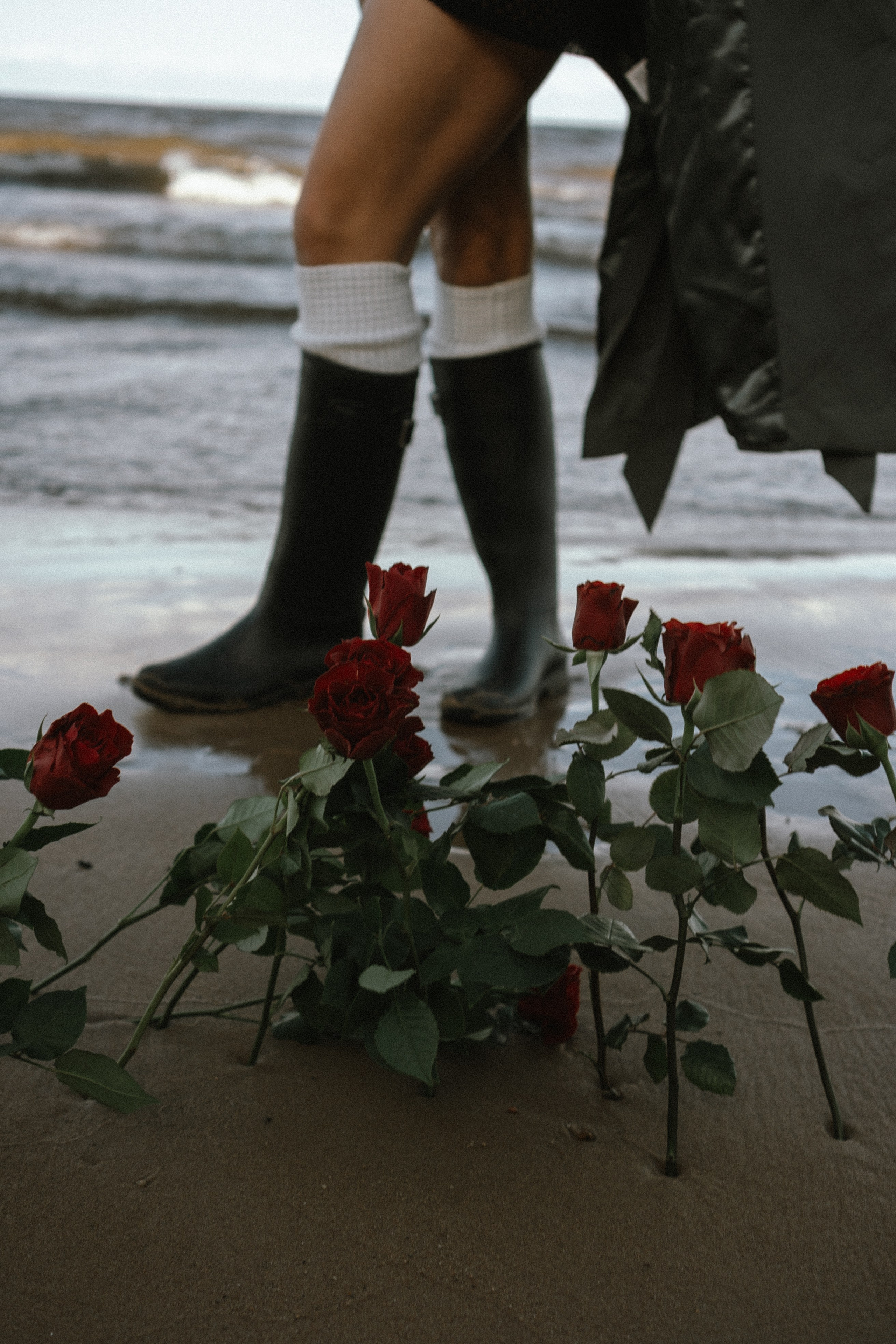 Розы. Профессиональный фотограф, Санкт-Петербург — Виктория Богомолова