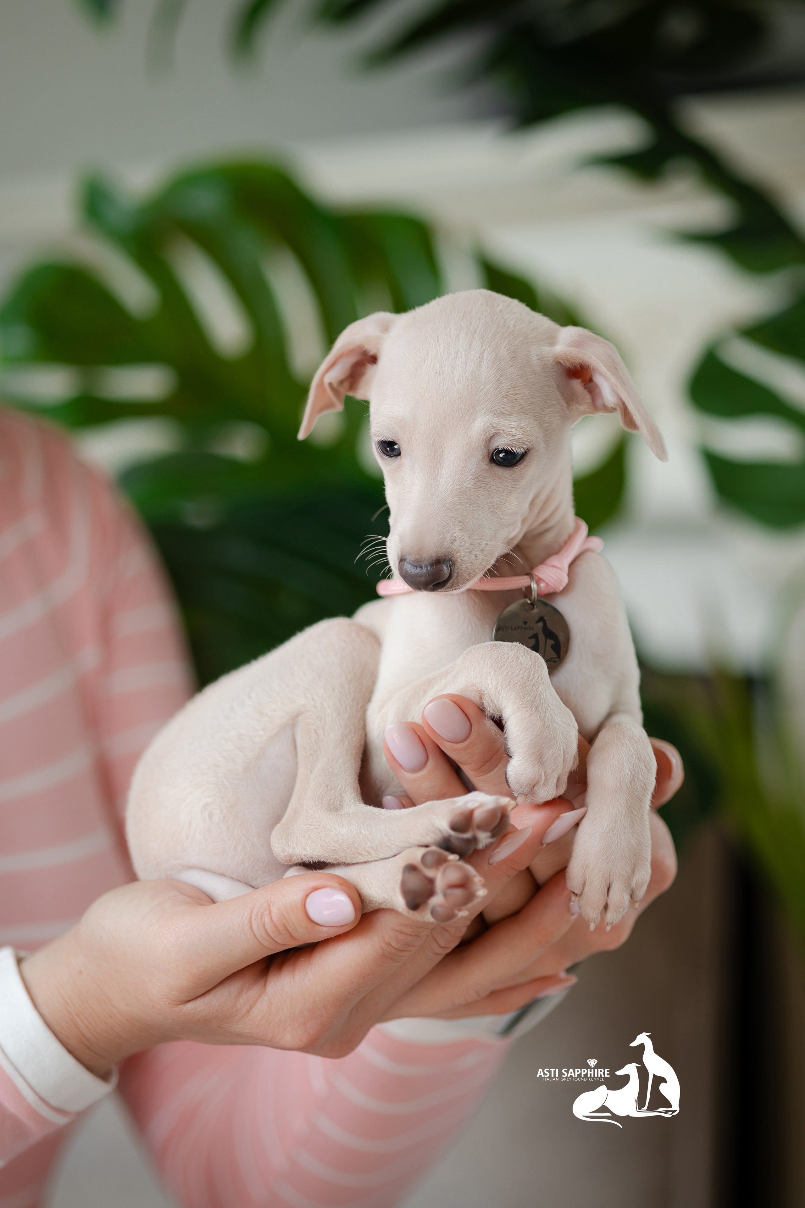 Белоснежные. Professional Italian Greyhound Kennel RKF/FCI ASTI SAPPHIRE 💎 Sochi|St. Petersburg