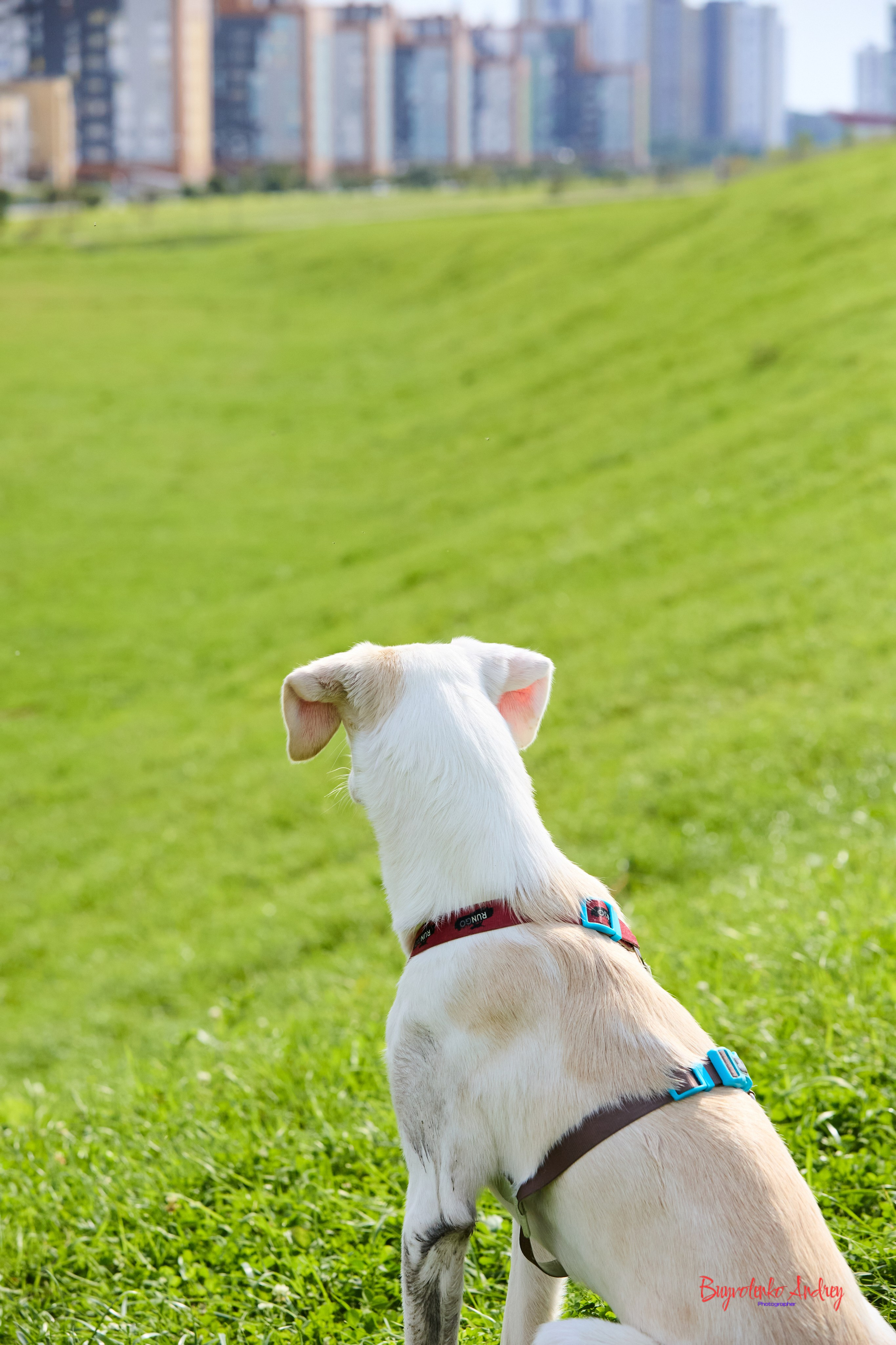 Проект фотопрогулка с хвостиком. Buyvolenko Andrey