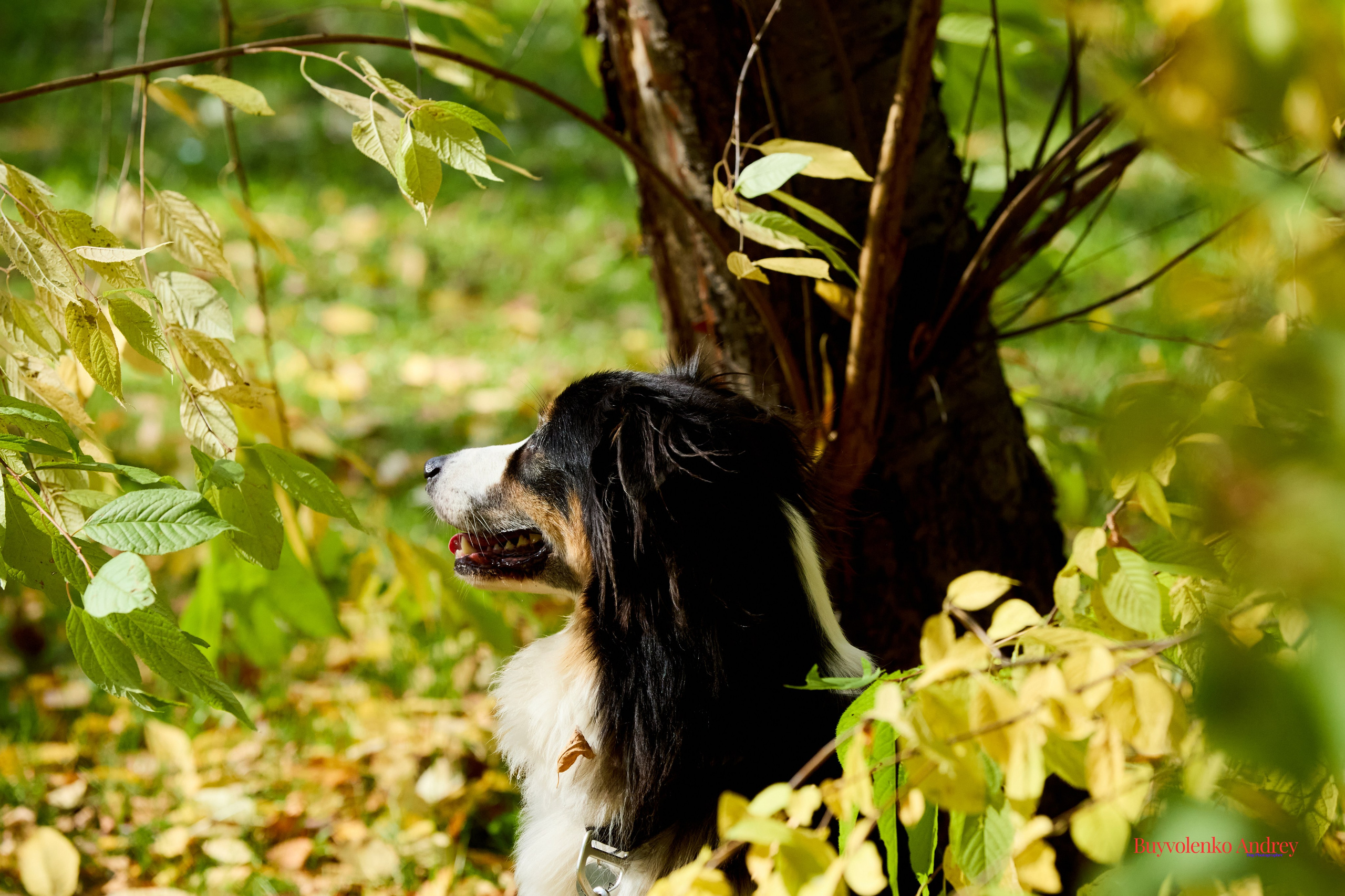 Басенджи и Аусси 21.09.2025. Buyvolenko Andrey