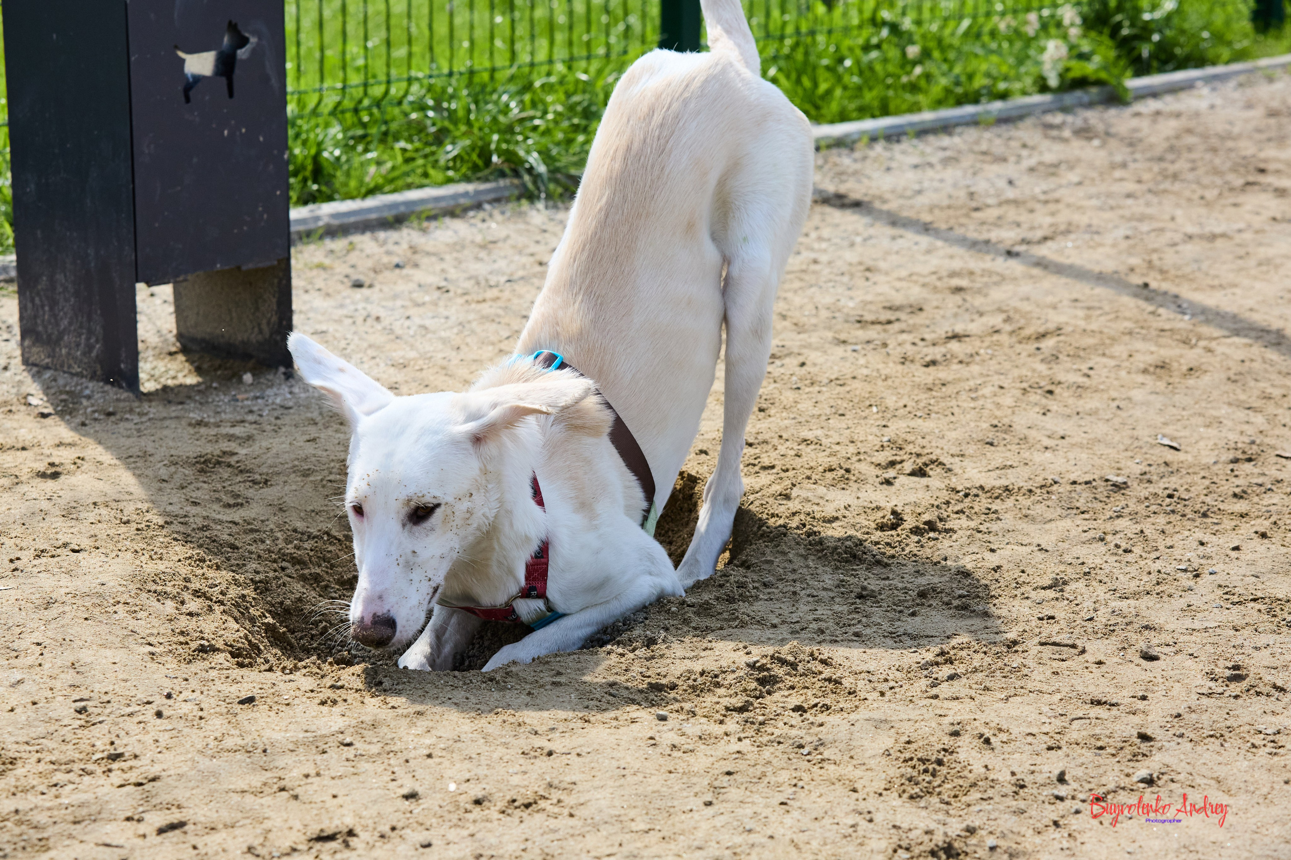 Проект фотопрогулка с хвостиком. Buyvolenko Andrey