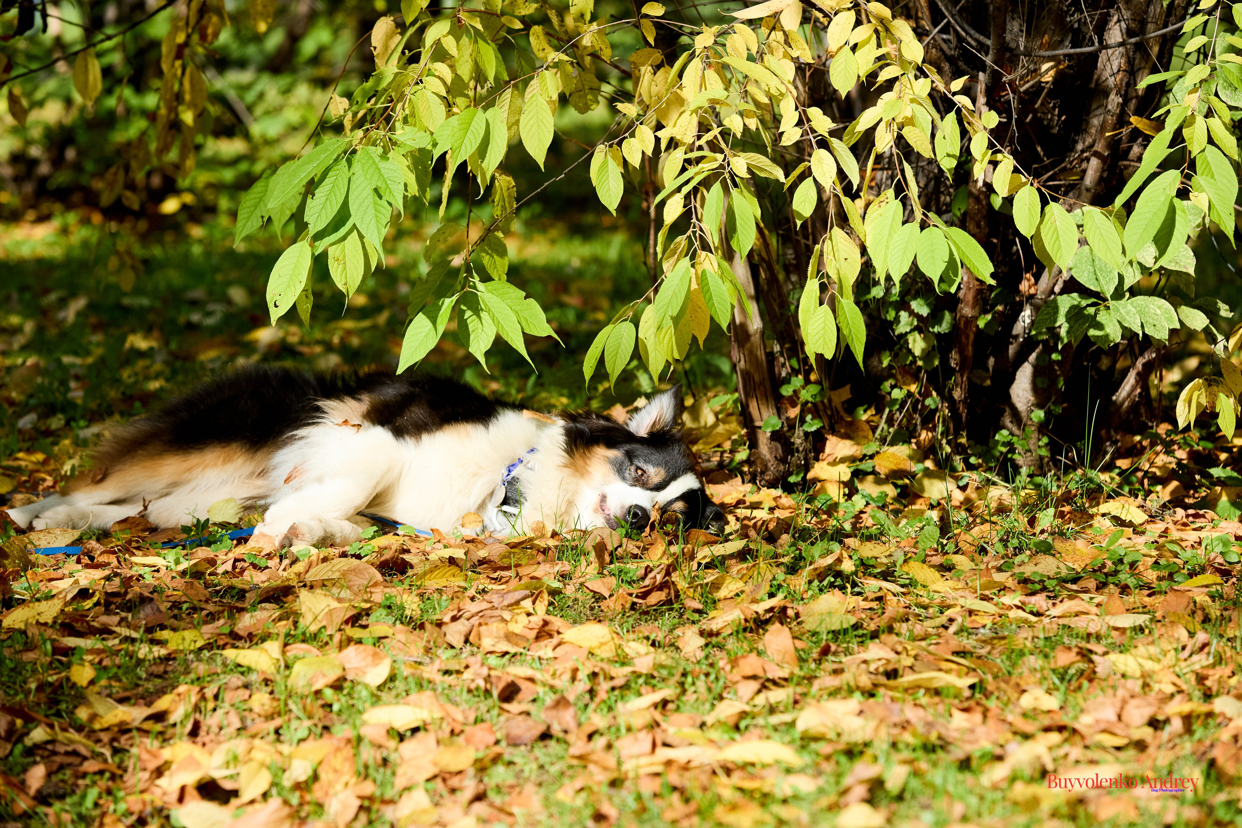 Басенджи и Аусси 21.09.2025. Buyvolenko Andrey